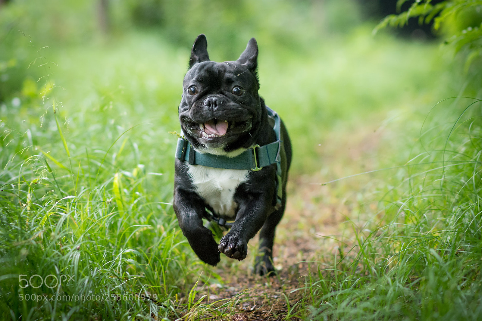 Nikon D7200 sample photo. Happy bulldogs photography