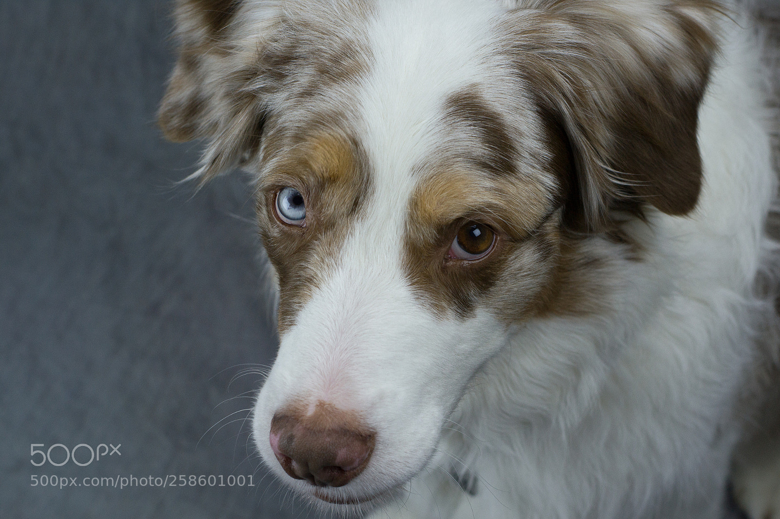 Nikon D3100 sample photo. Dogs photography