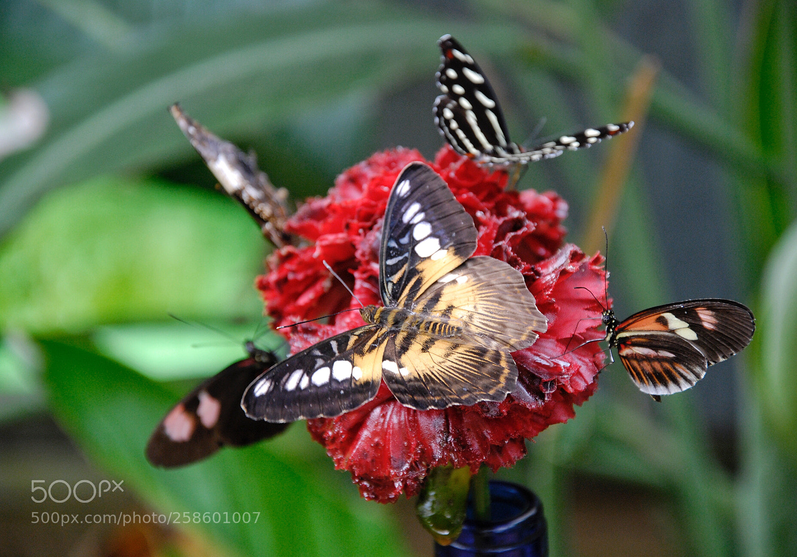 Nikon D40X sample photo. Butterfly photography