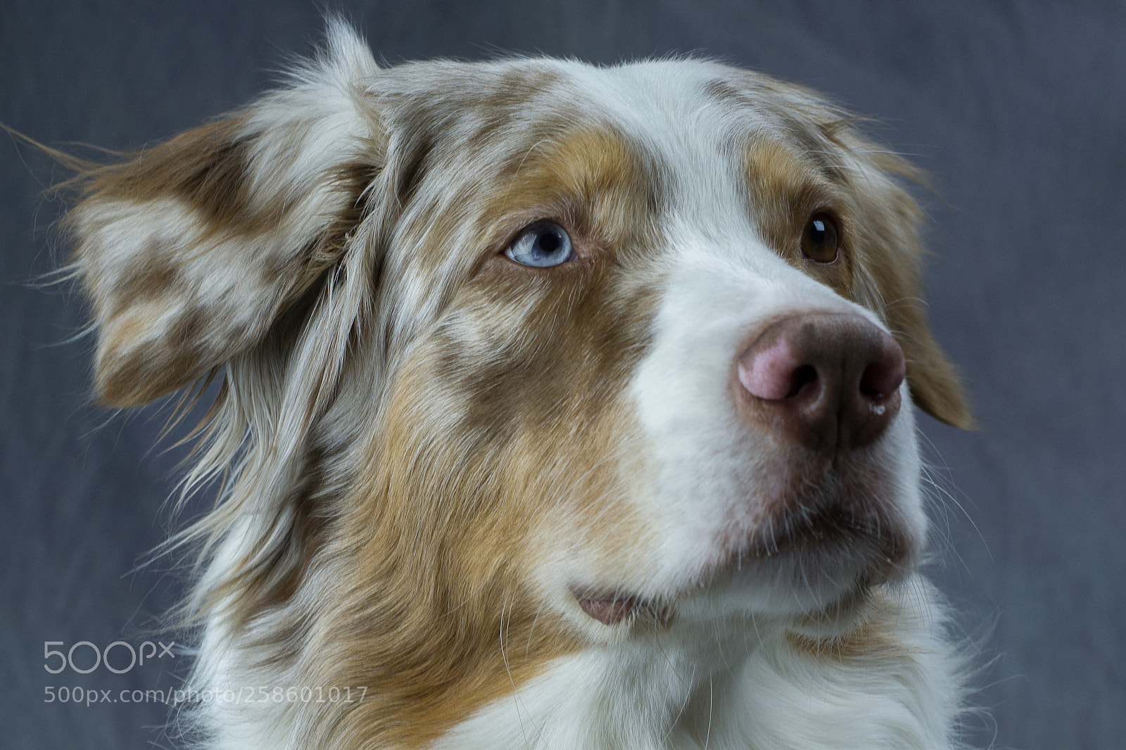Nikon D3100 sample photo. Dogs photography