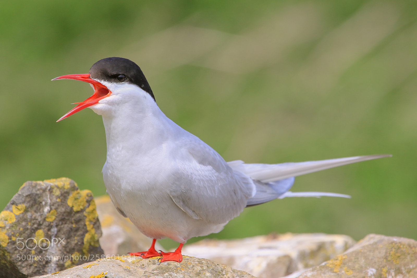Canon EOS 7D Mark II sample photo. Arctic tern photography