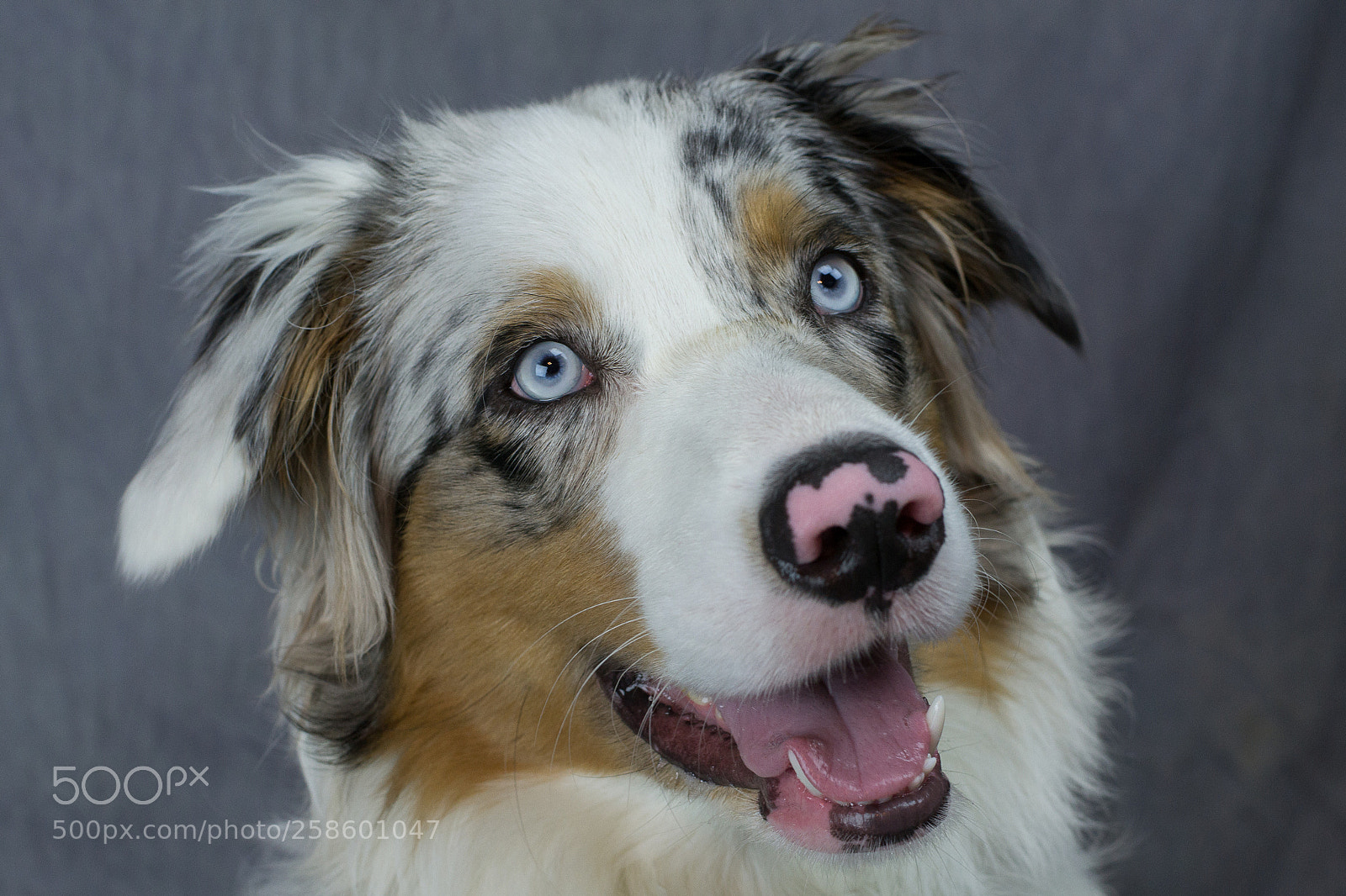 Nikon D3100 sample photo. Dogs photography