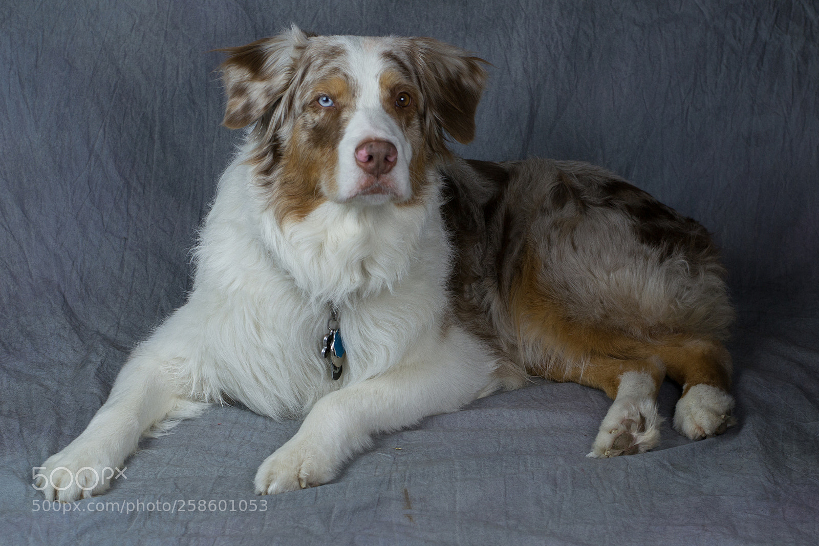 Nikon D3100 sample photo. Dogs photography