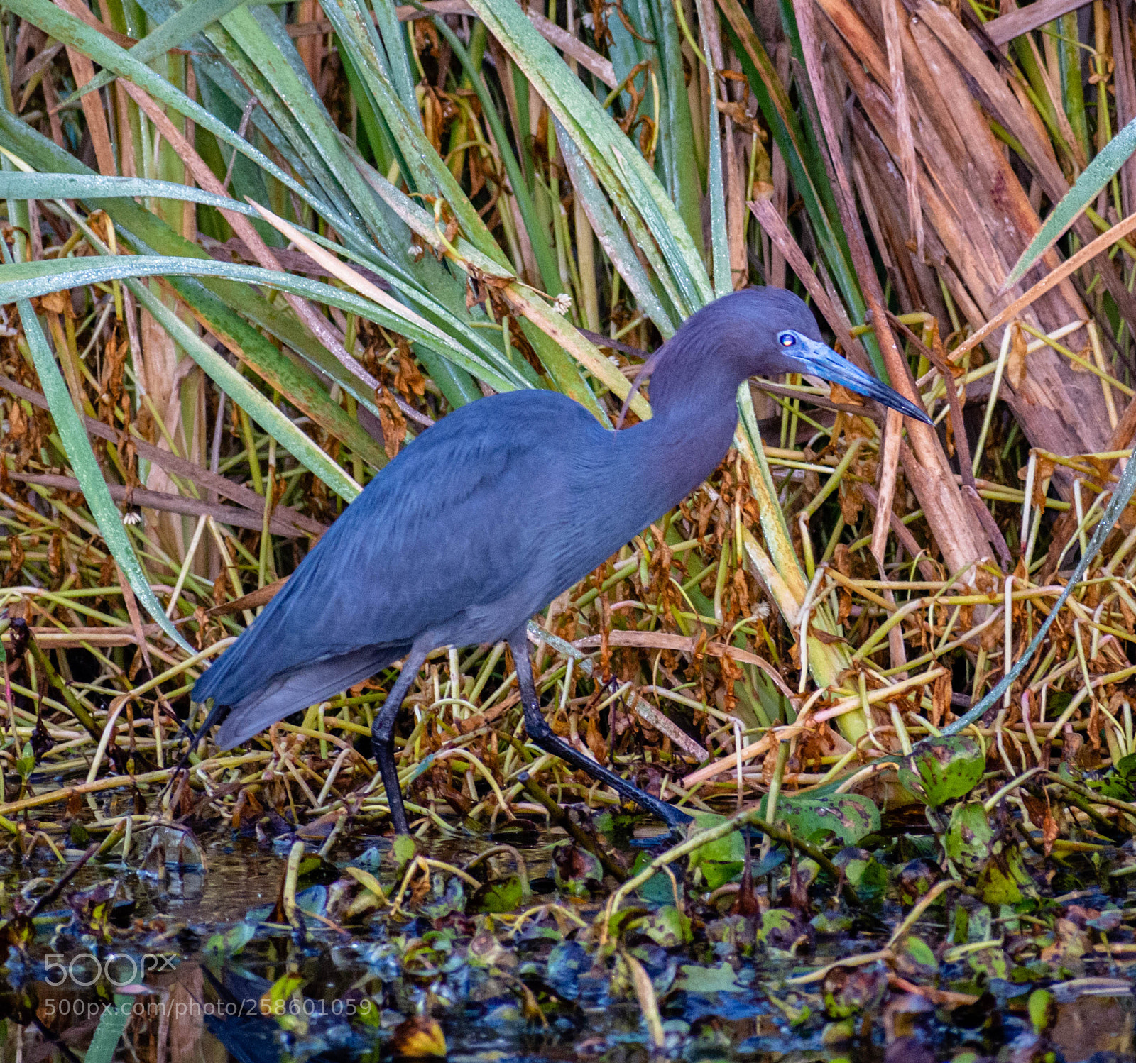 Nikon D7200 sample photo. Little blue heron photography