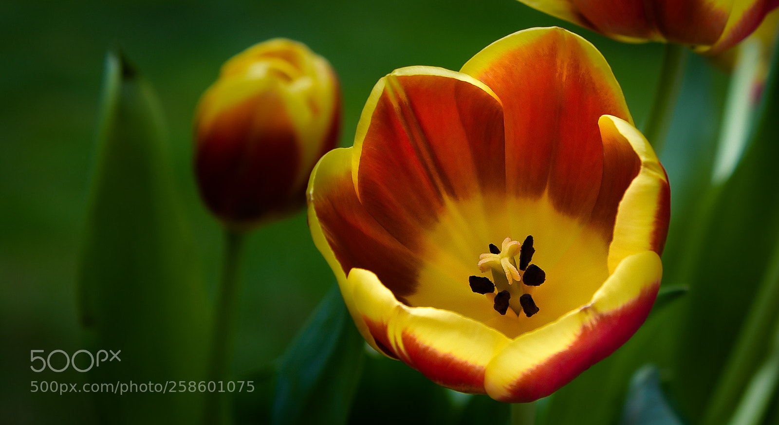Nikon D750 sample photo. Spring greeting photography