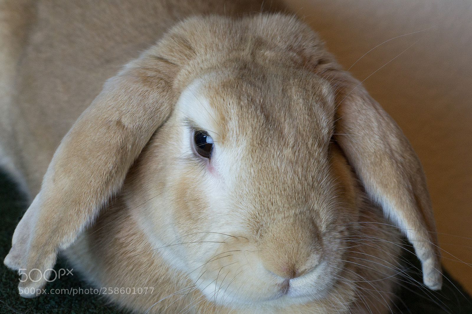 Nikon D3100 sample photo. Rabbits photography