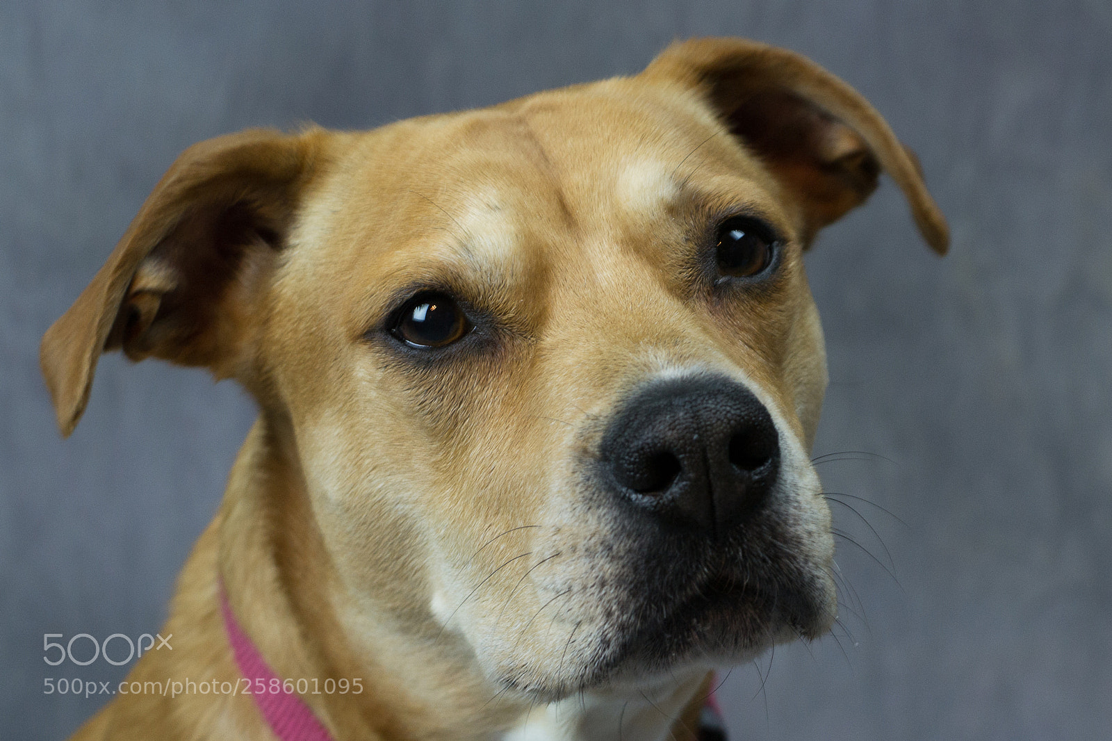 Nikon D3100 sample photo. Dogs photography