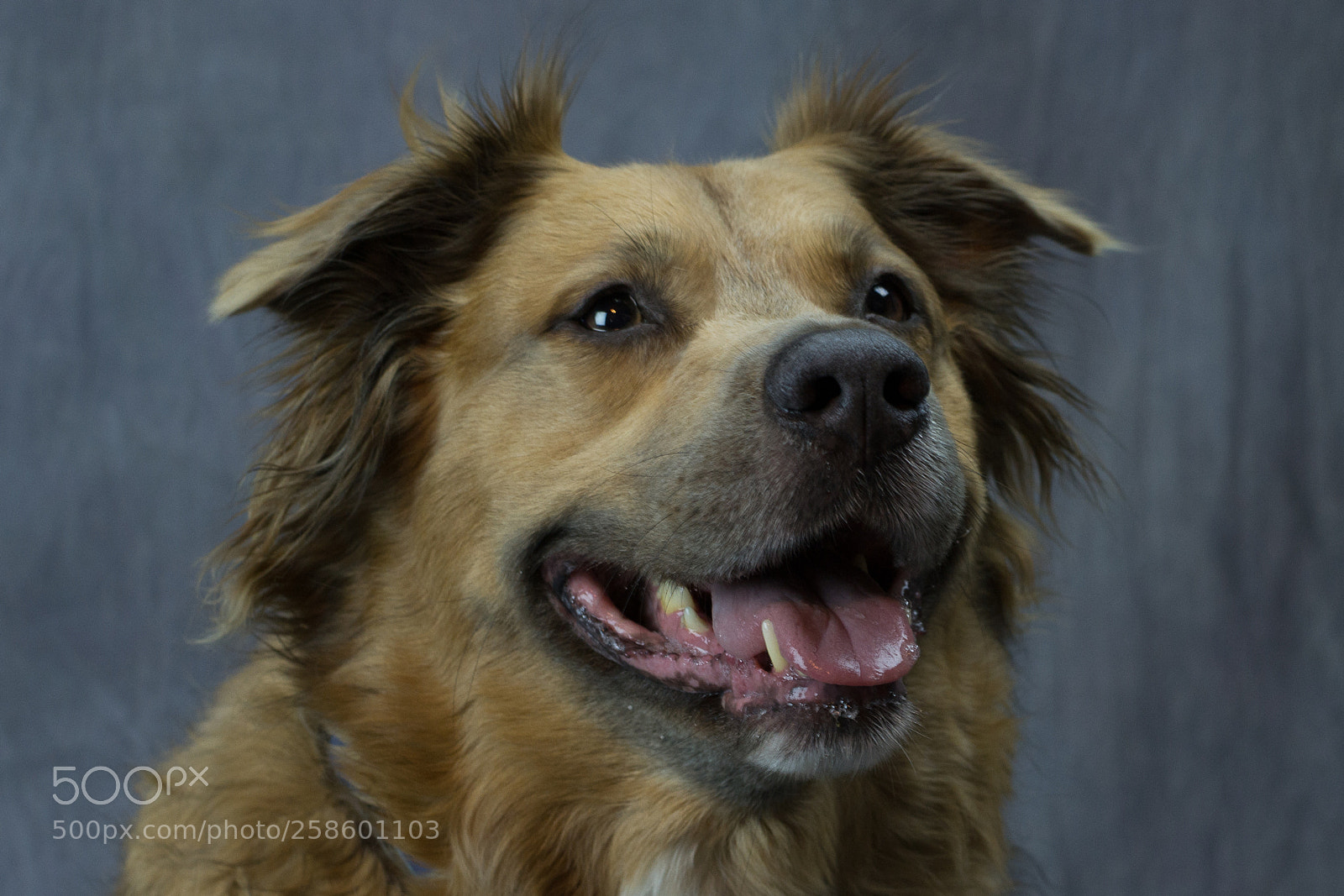 Nikon D3100 sample photo. Dogs photography