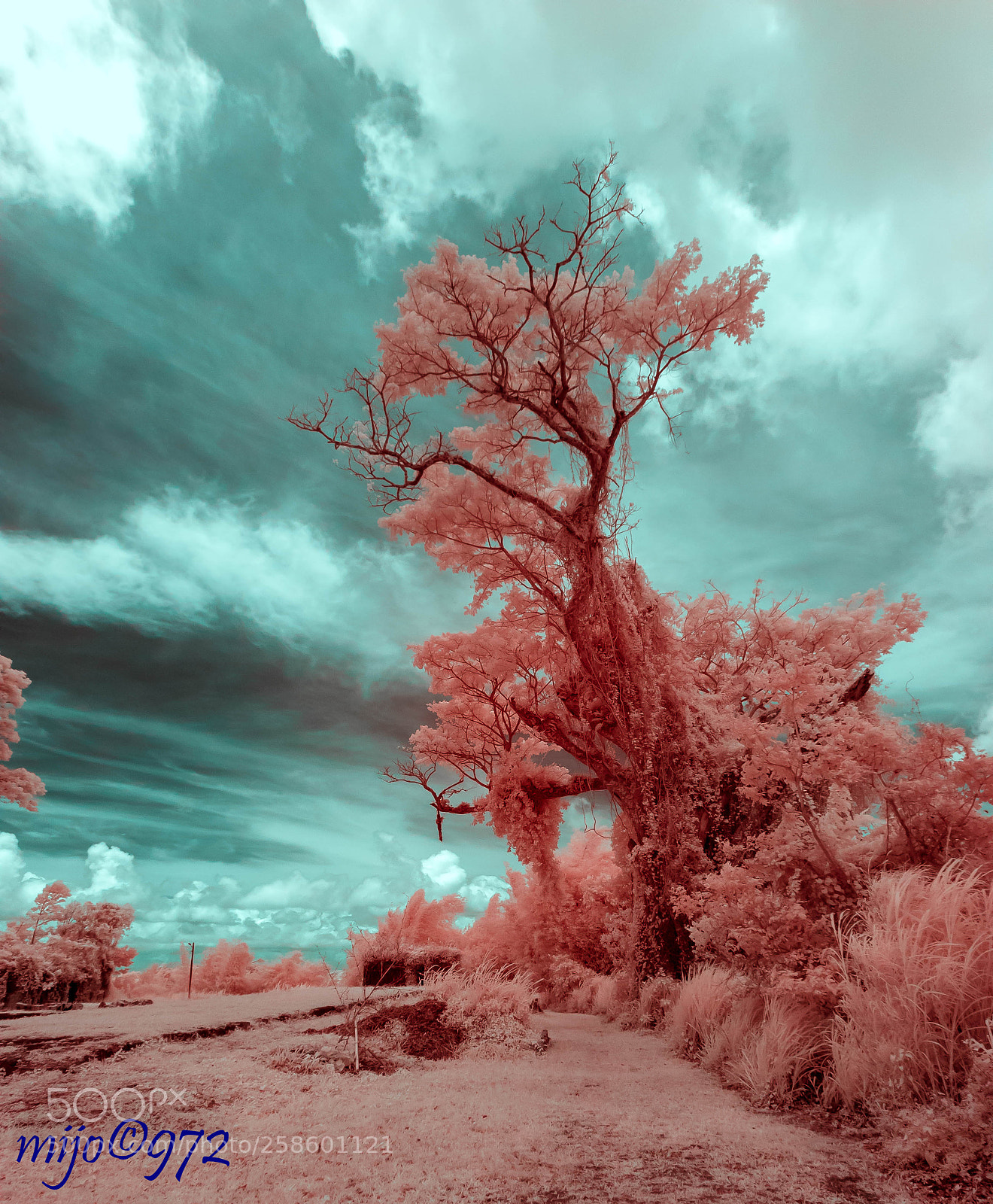 Canon EOS 50D sample photo. Ir photography
