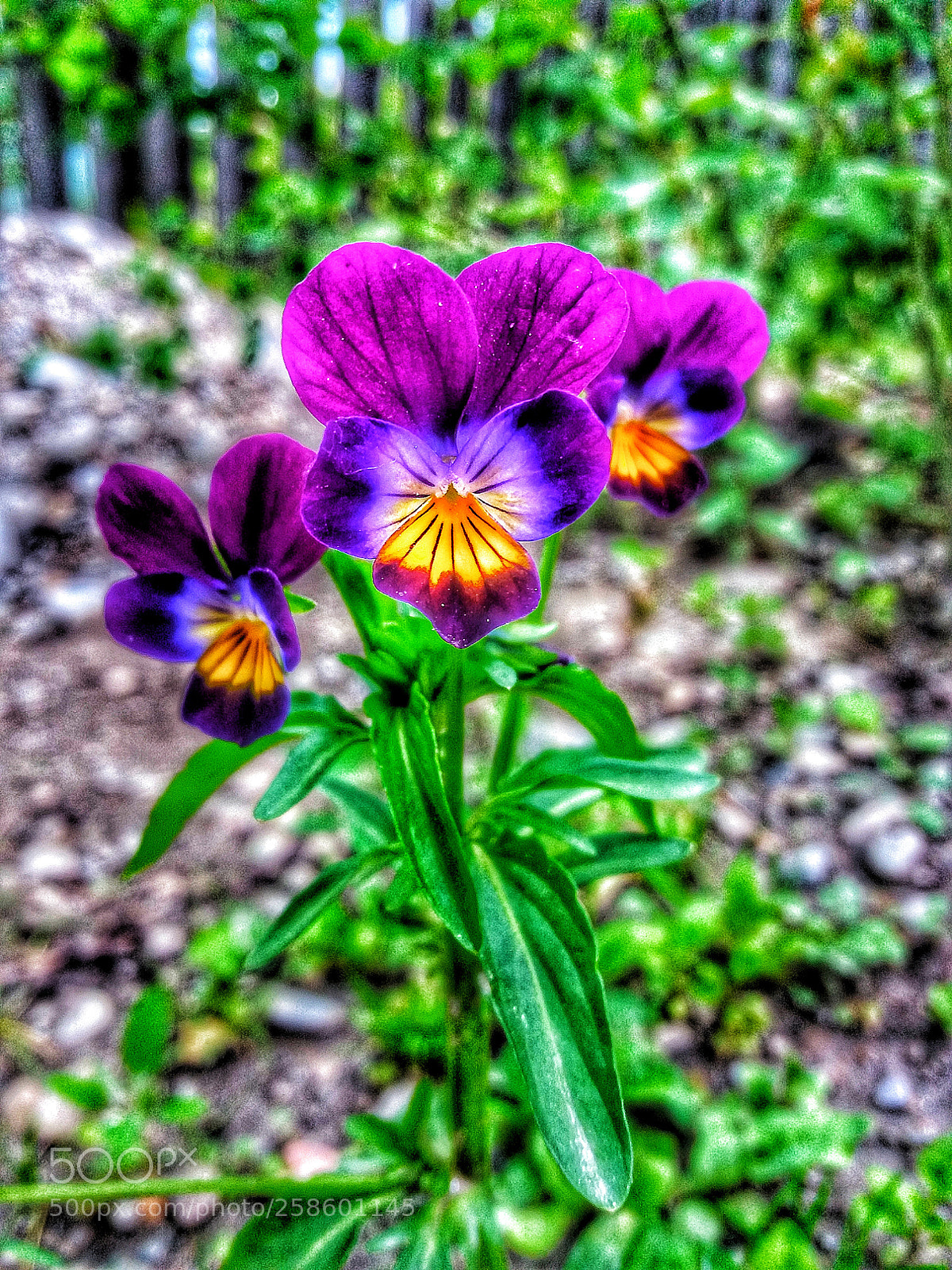 Samsung Galaxy J5(2016) sample photo. Lovely! photography