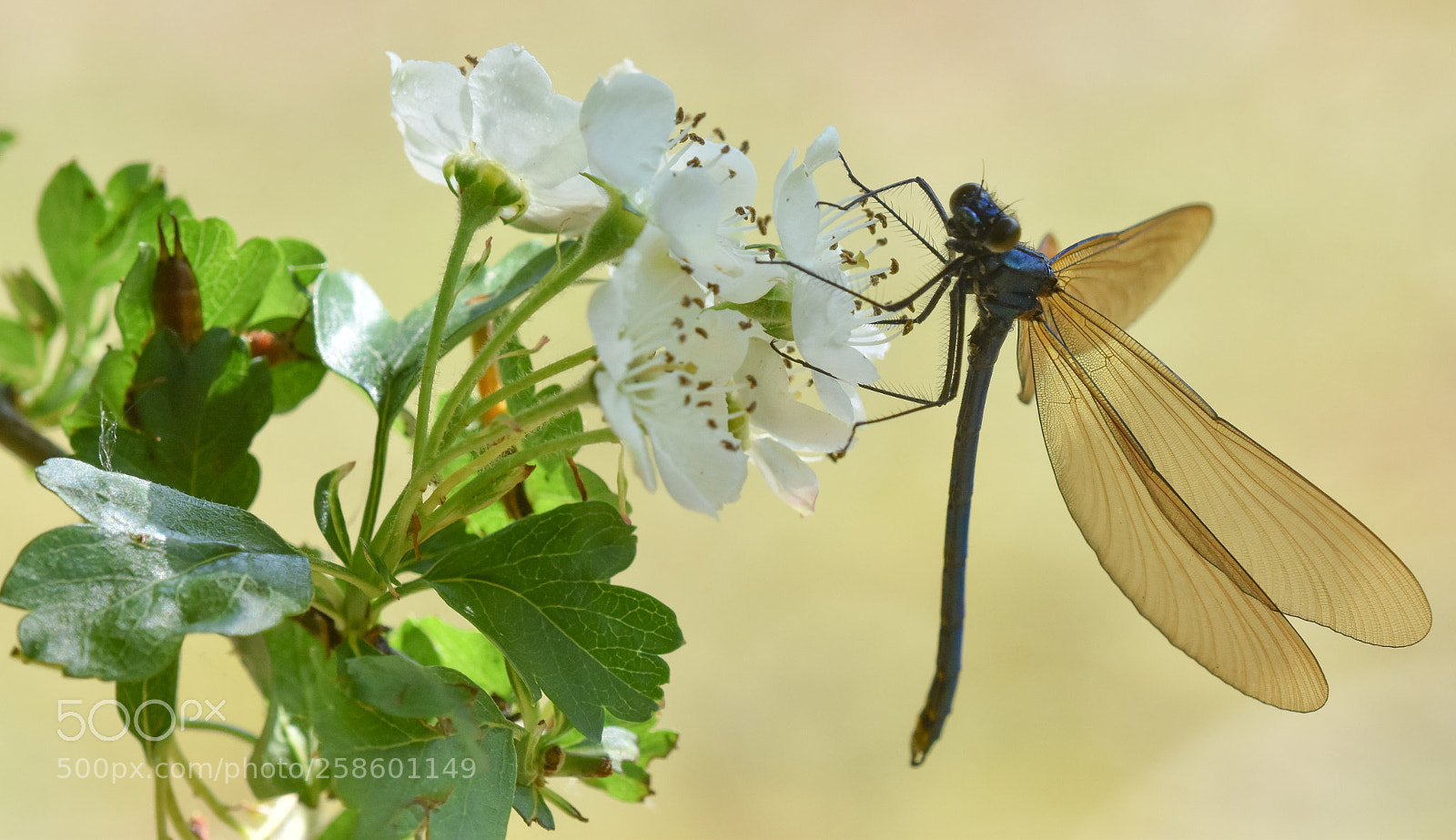 Nikon D5600 sample photo. Demoselle fly on blossom photography