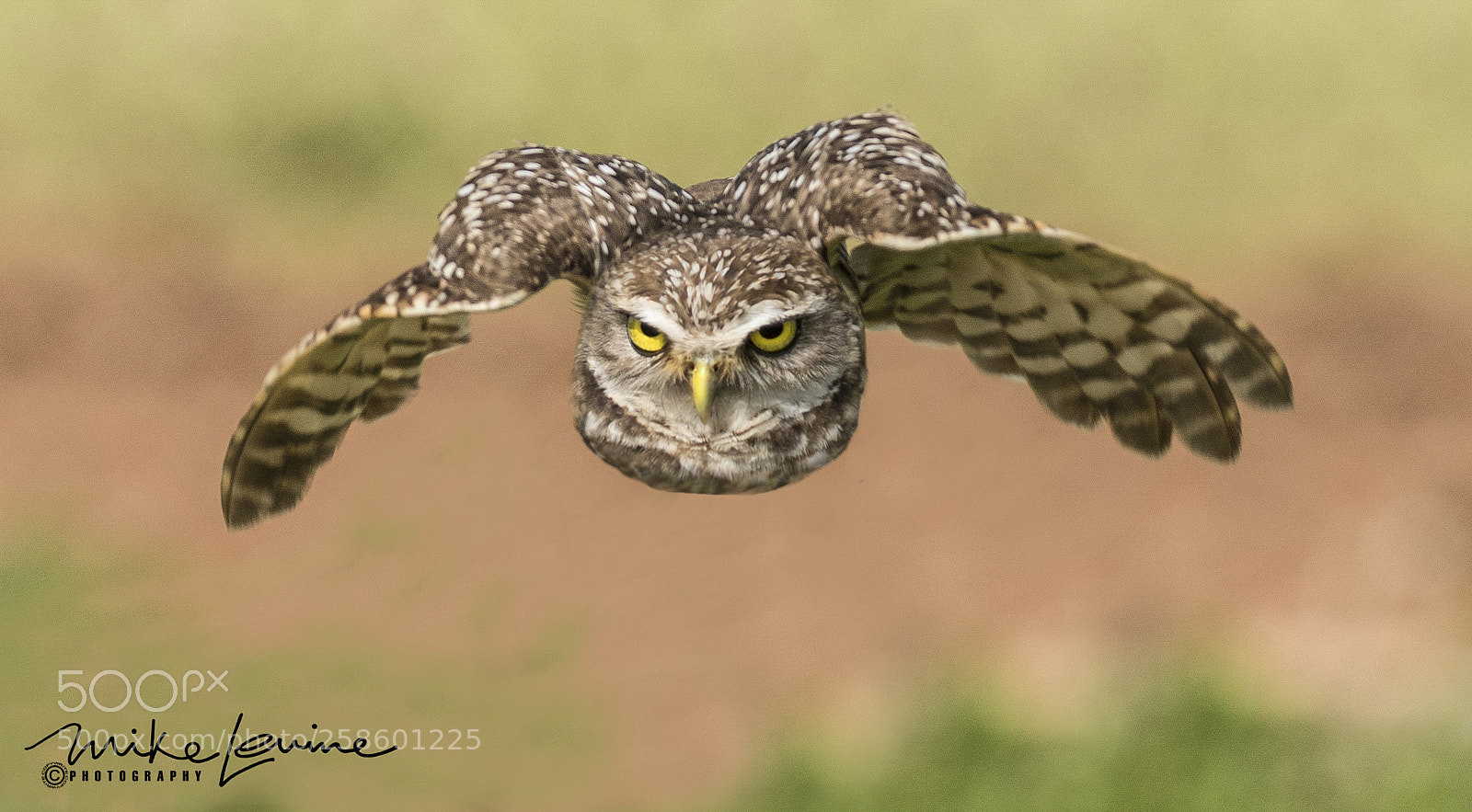 Nikon D500 sample photo. Burrowing owls photography