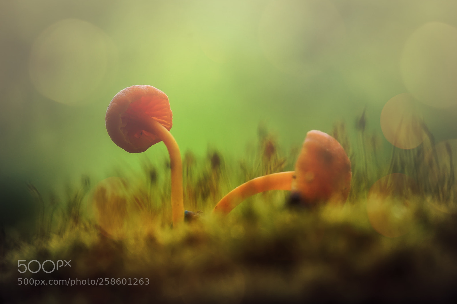 Sony a6000 sample photo. Two fungus photography