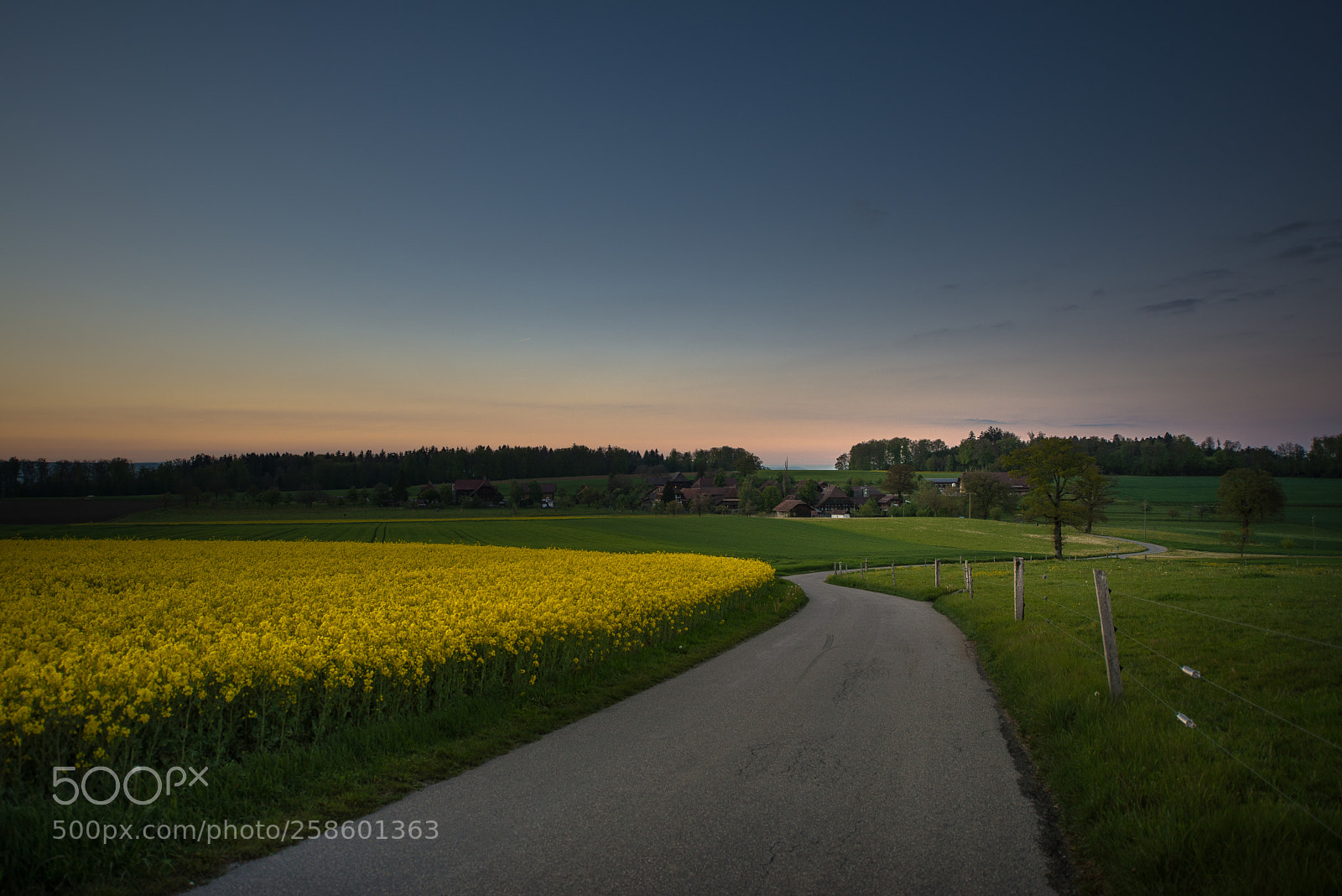 Nikon D600 sample photo. Canola sunset photography