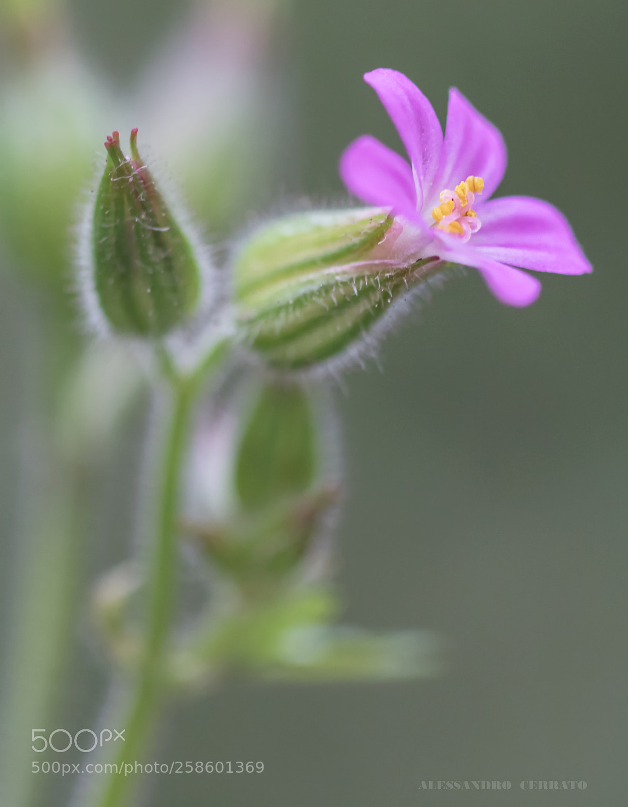 Canon EOS 760D (EOS Rebel T6s / EOS 8000D) sample photo. Flower photography