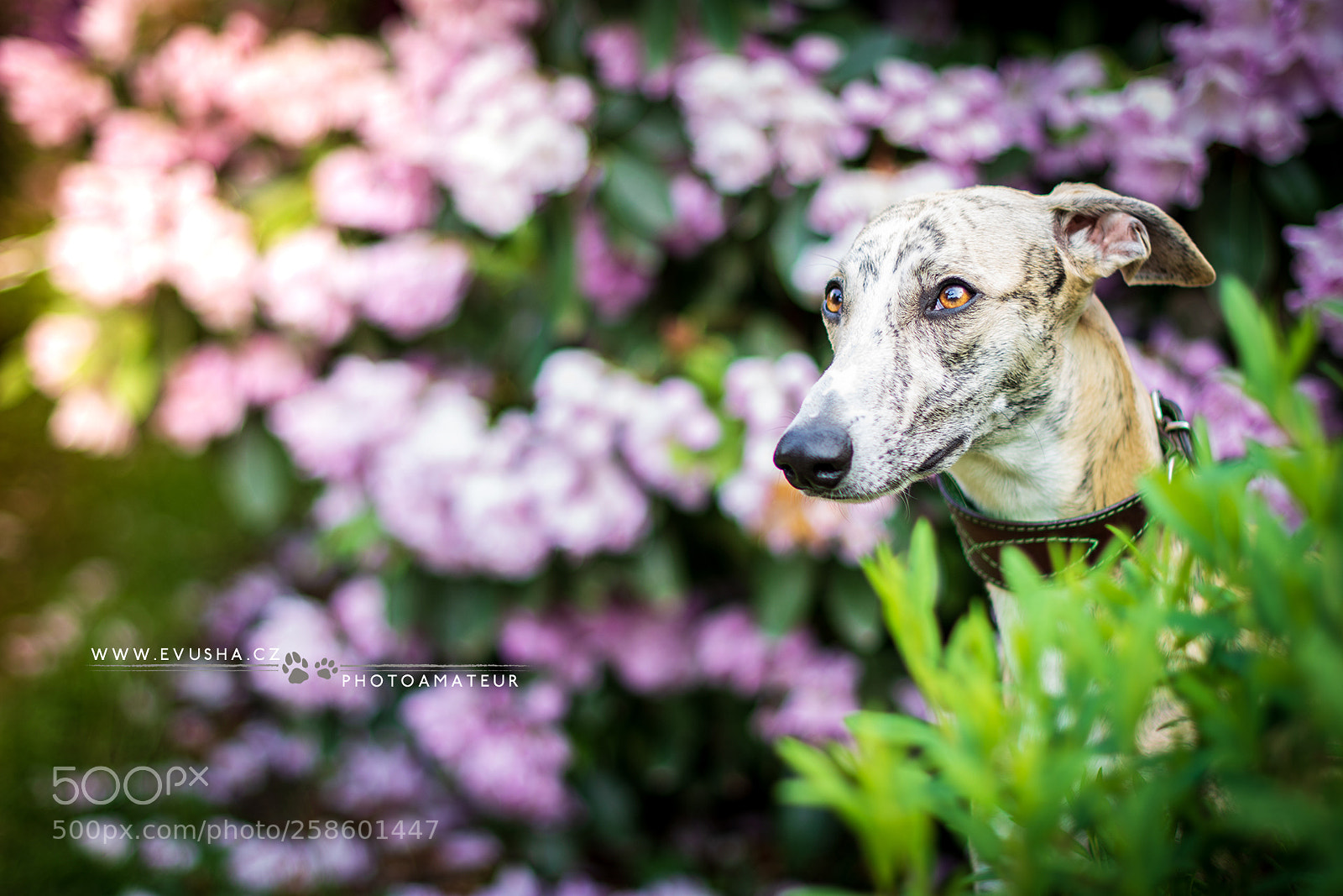 Nikon D7200 sample photo. Whippet ezio photography