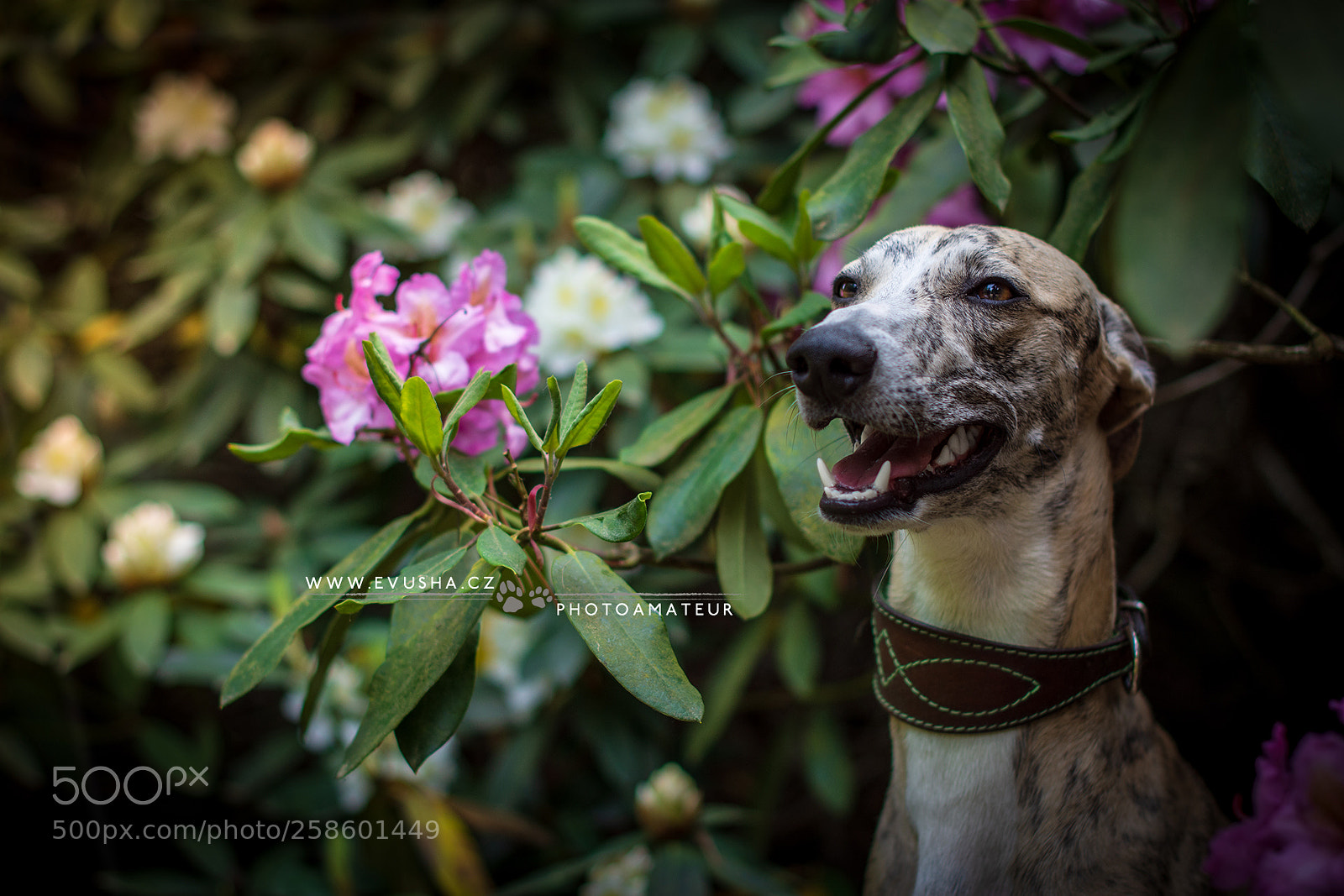 Nikon D7200 sample photo. Whippet ezio photography