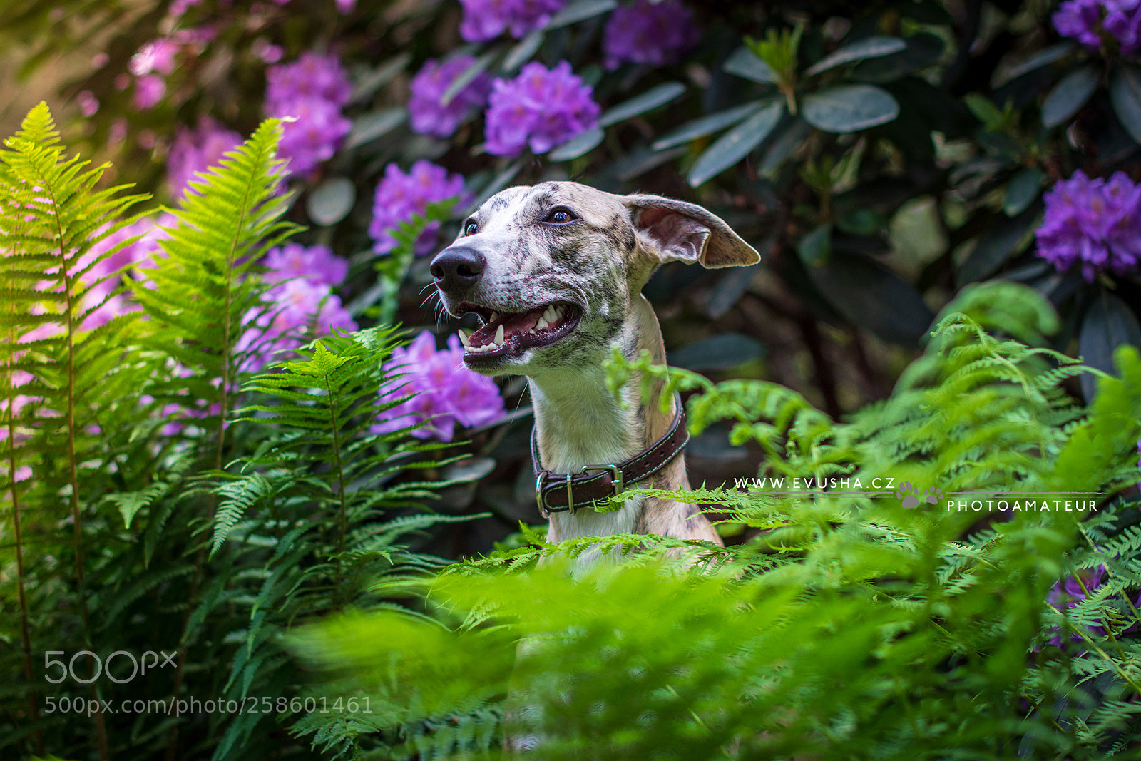 Nikon D7200 sample photo. Whippet ezio photography