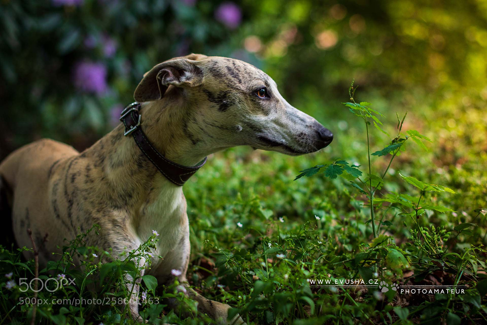 Nikon D7200 sample photo. Whippet ezio photography