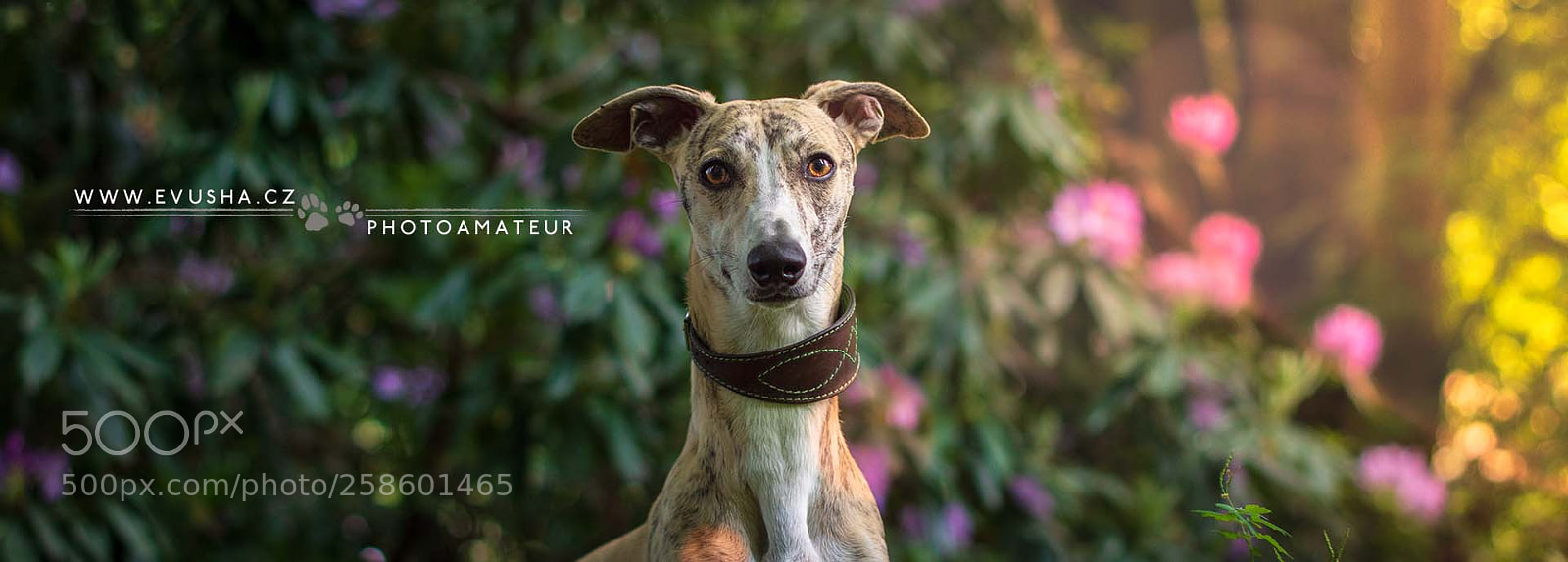 Nikon D7200 sample photo. Whippet ezio photography