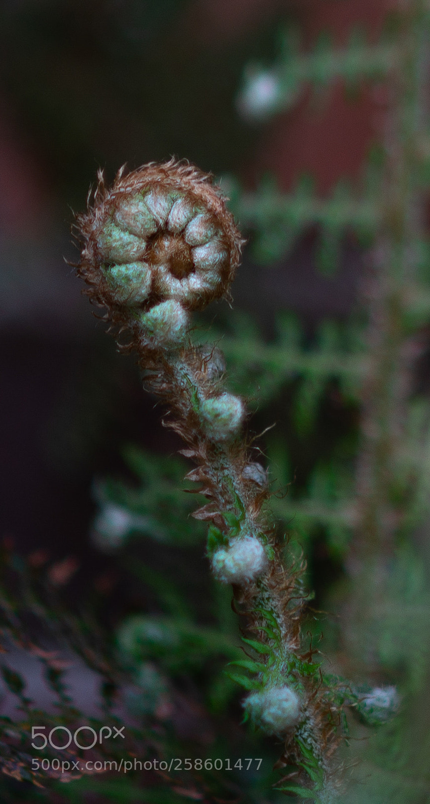 Nikon D600 sample photo. Curls photography