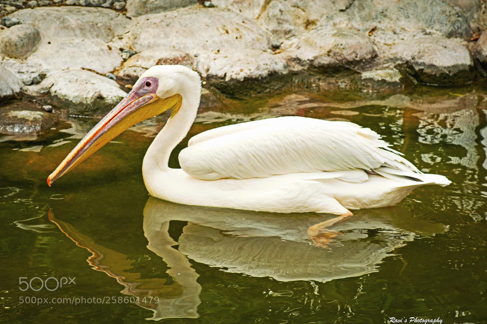 Nikon D5300 sample photo. Pelican photography