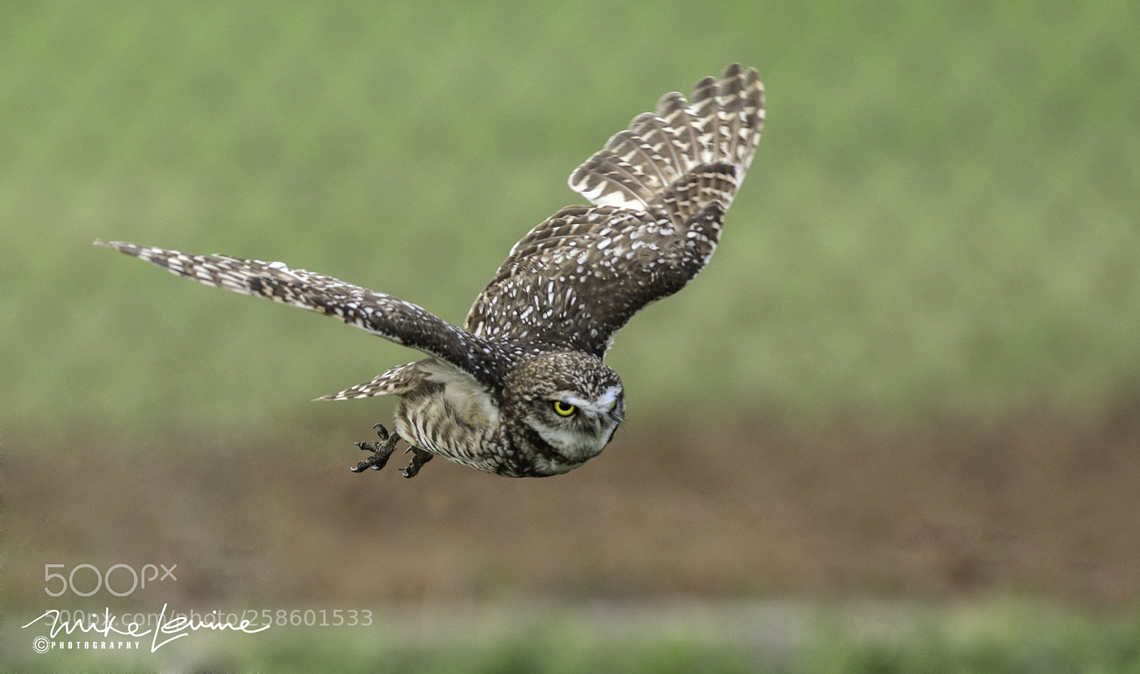 Nikon D500 sample photo. Burrowing owls photography