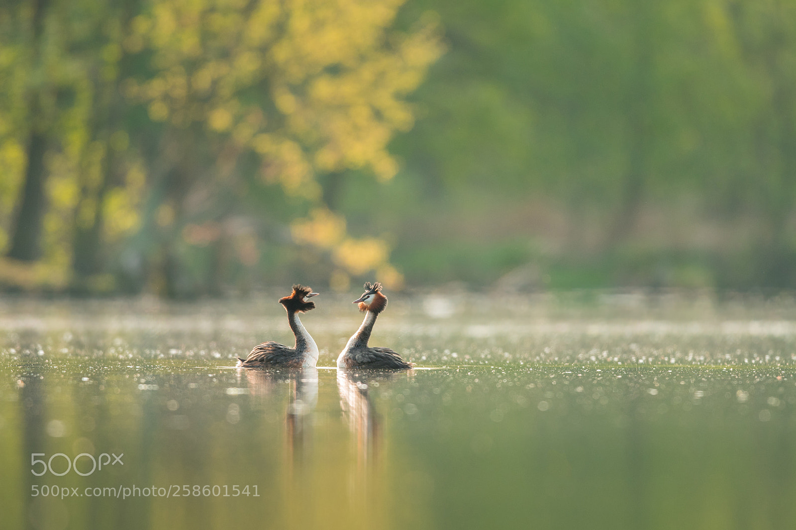 Nikon D500 sample photo. The great crested grebe photography
