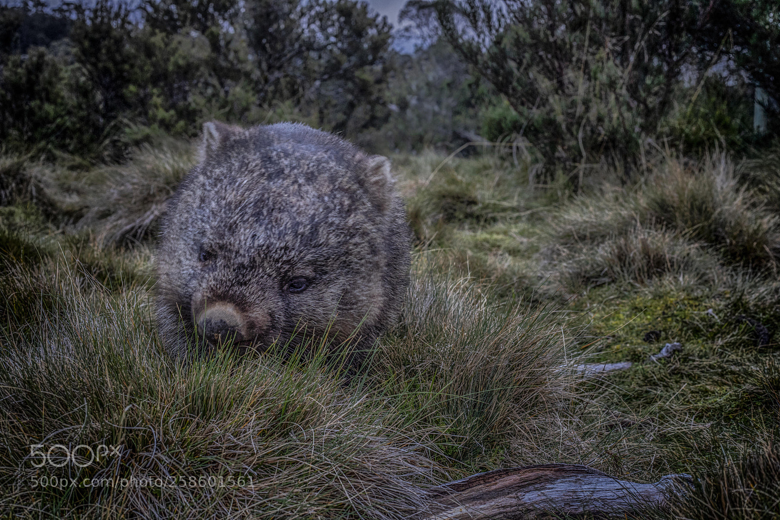 Canon EOS 6D Mark II sample photo. Wombat photography