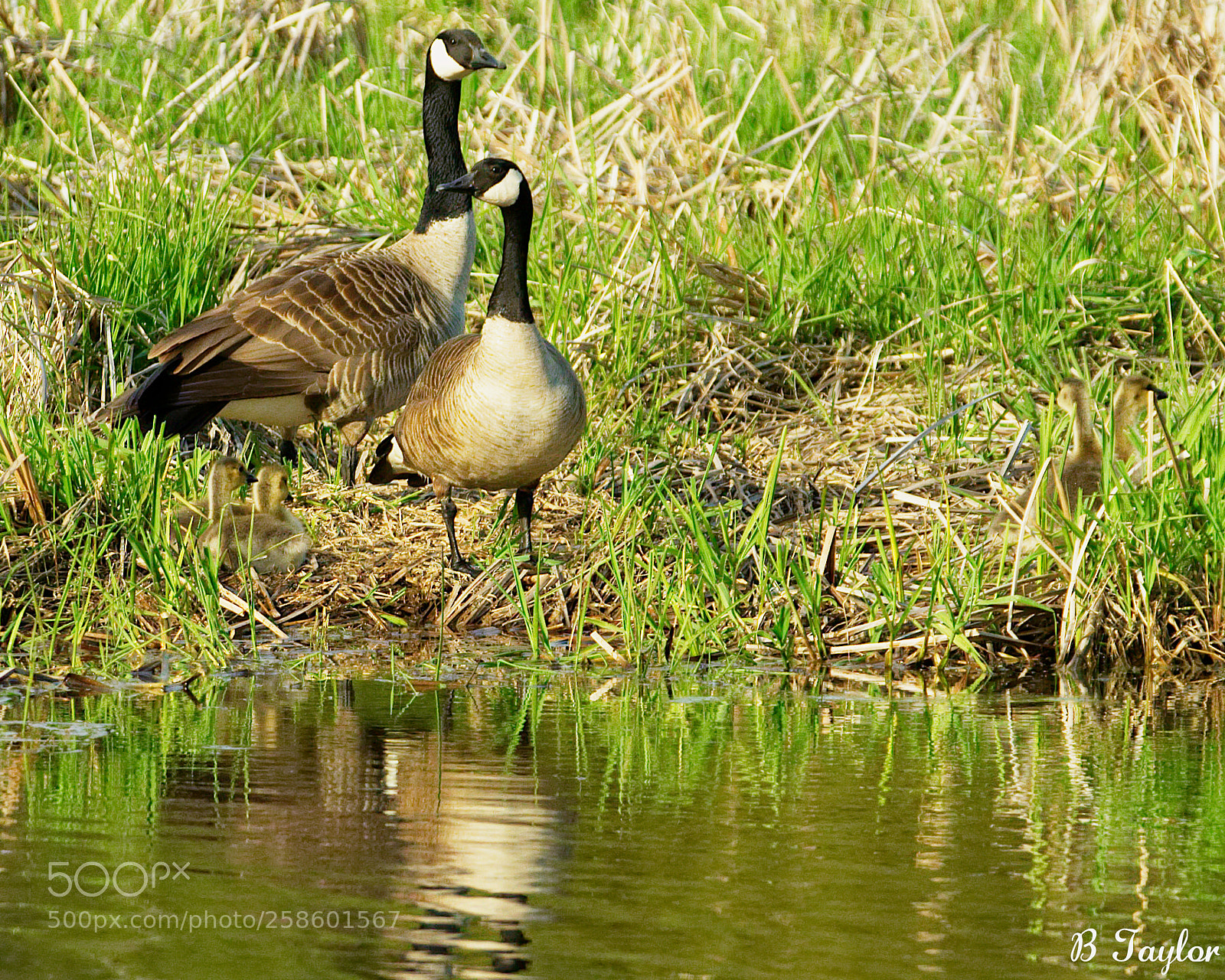 Sony SLT-A57 sample photo. Six geese photography