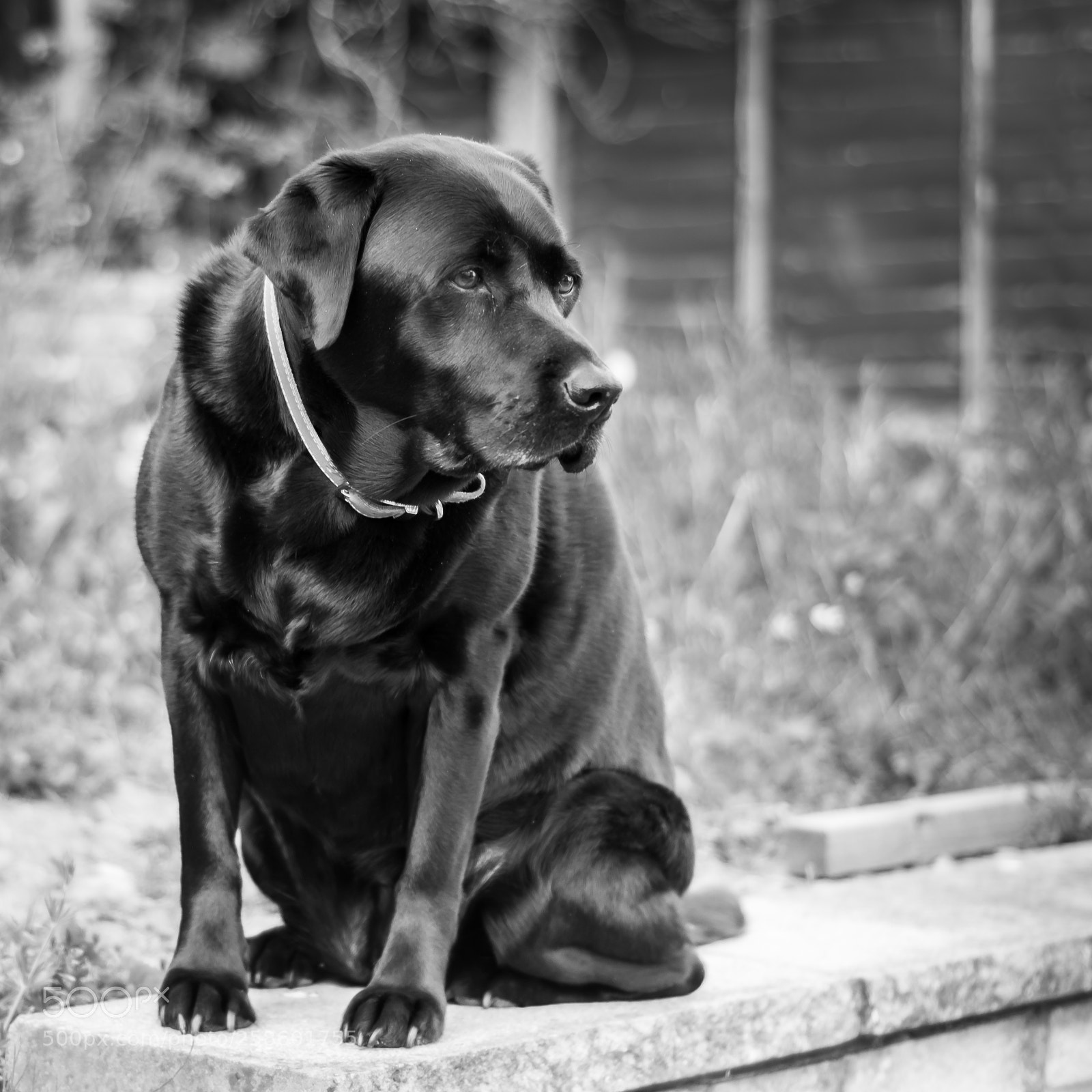 Nikon D7100 sample photo. Black labrador photography