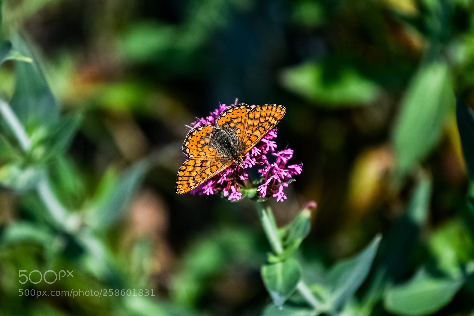 Nikon D750 sample photo. Vivere non abbastanza, disse photography