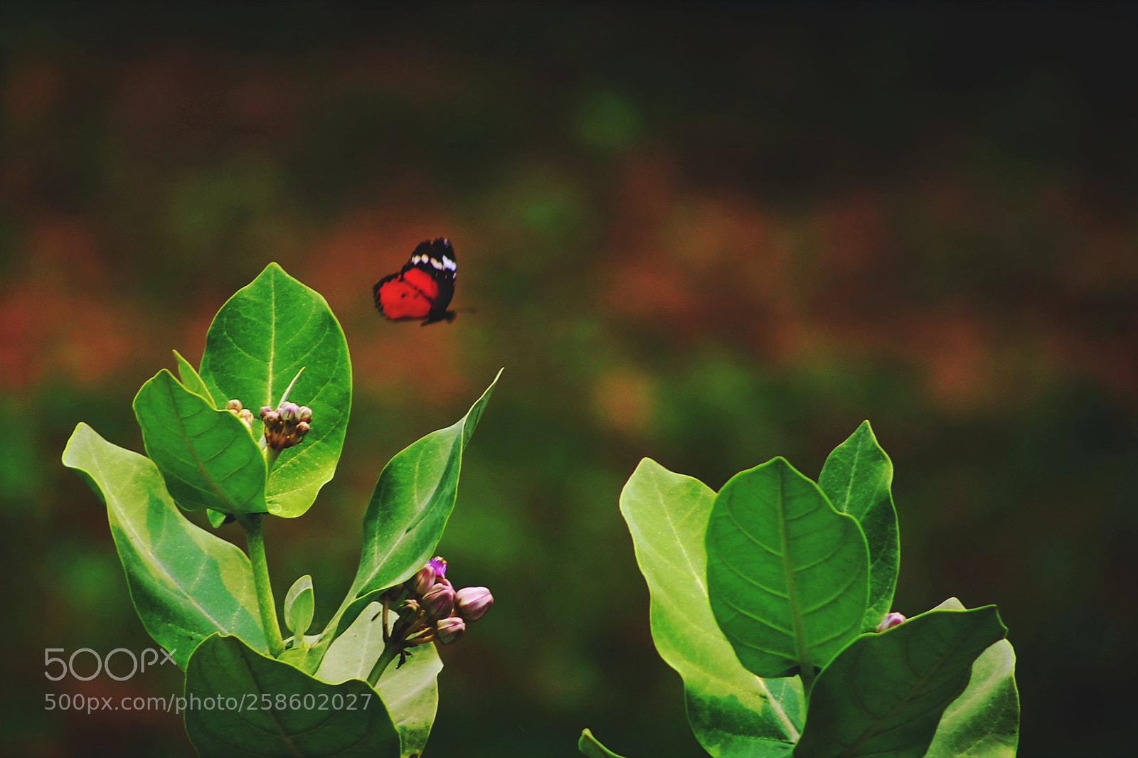 Canon EOS 6D sample photo. Untitled photography
