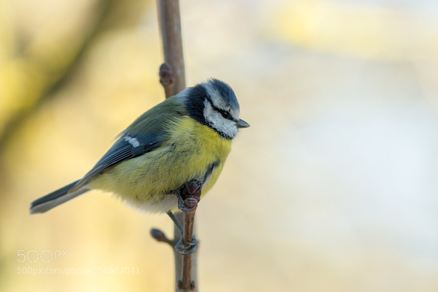 Canon EOS 6D sample photo. Blaumeise photography