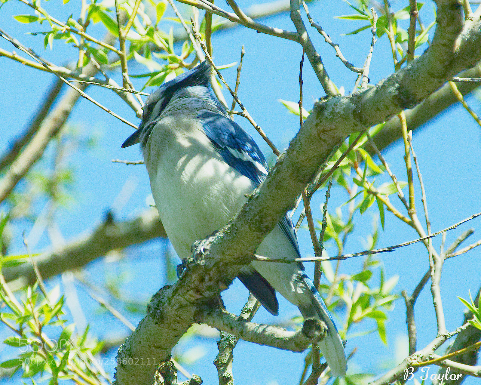 Sony SLT-A57 sample photo. Hiding bluejay photography
