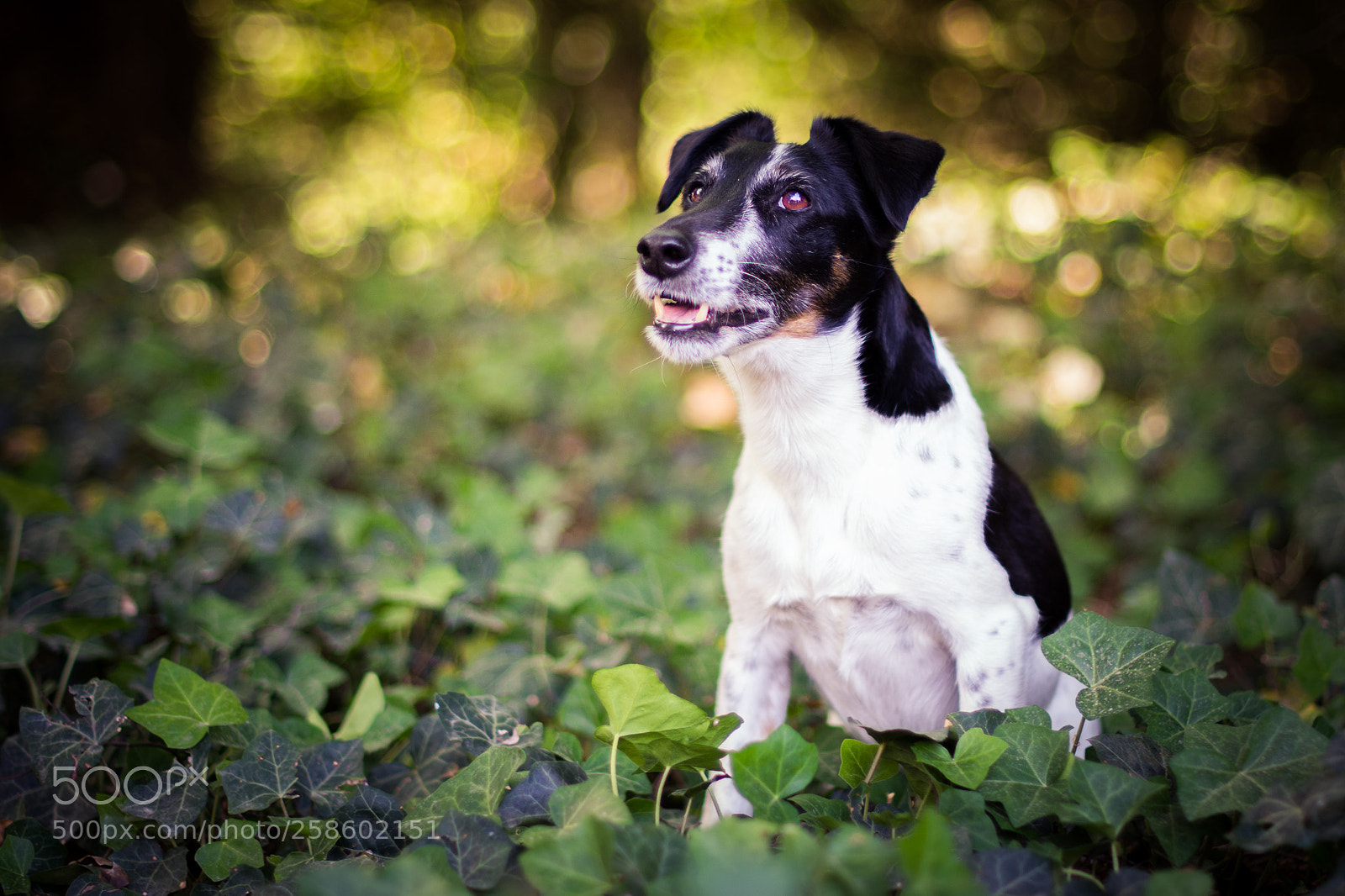 Nikon D7200 sample photo. Dogs :) photography