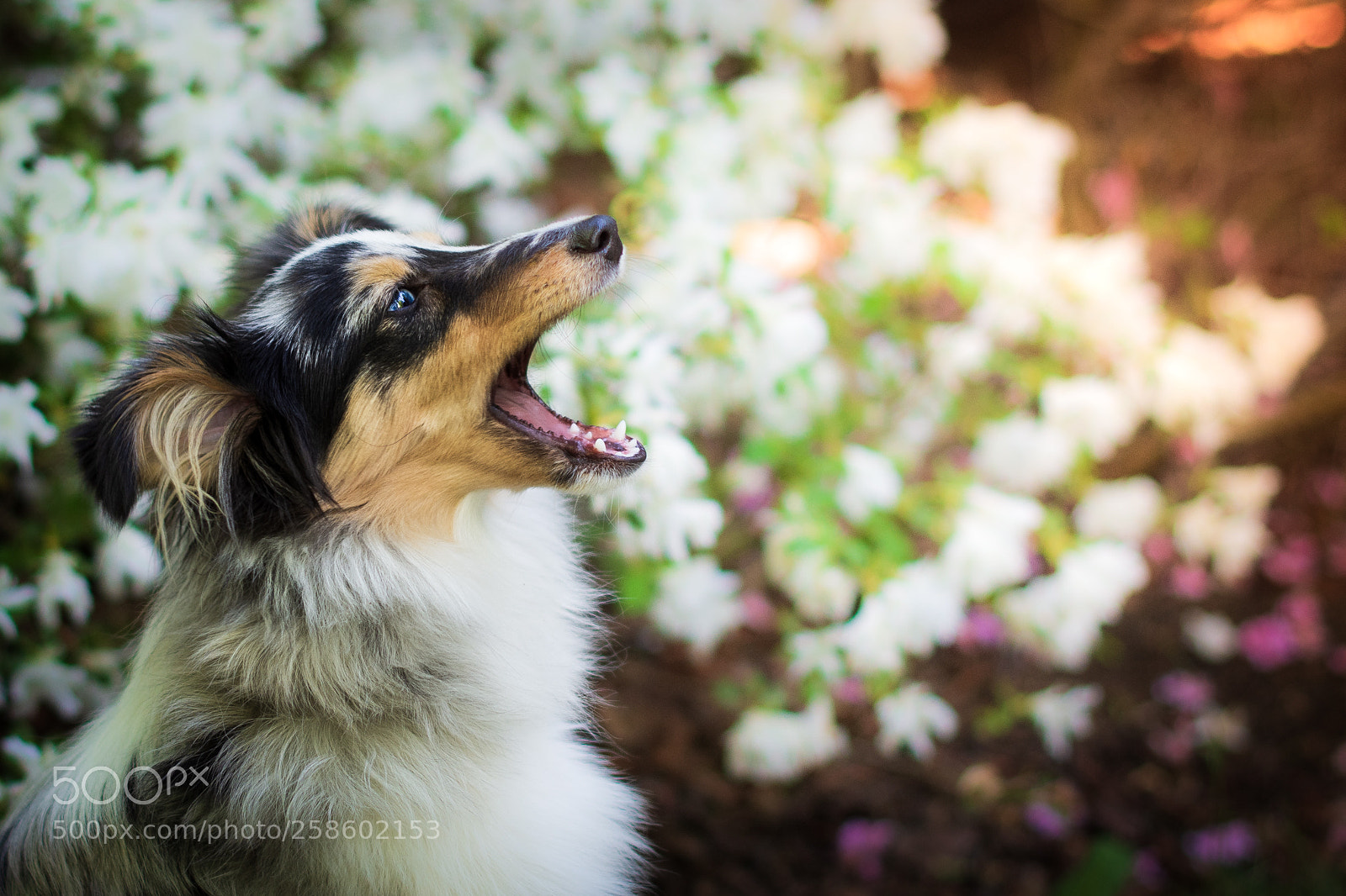 Nikon D7200 sample photo. Dogs :) photography