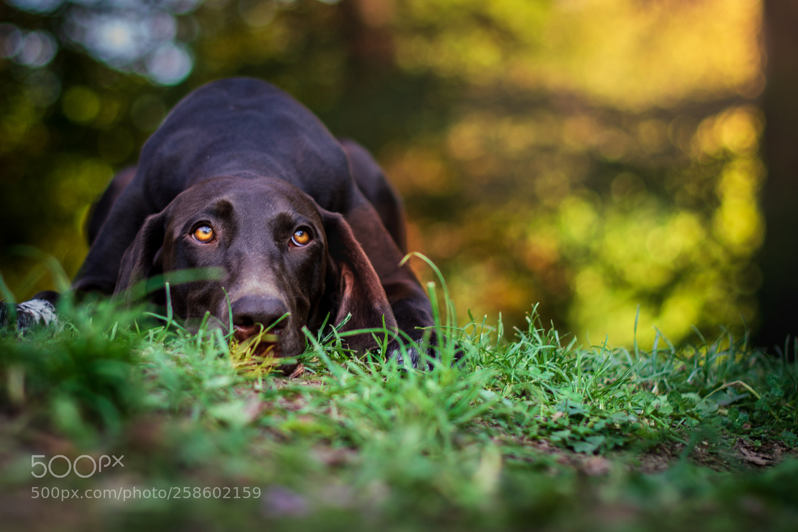 Nikon D7200 sample photo. Dogs :) photography