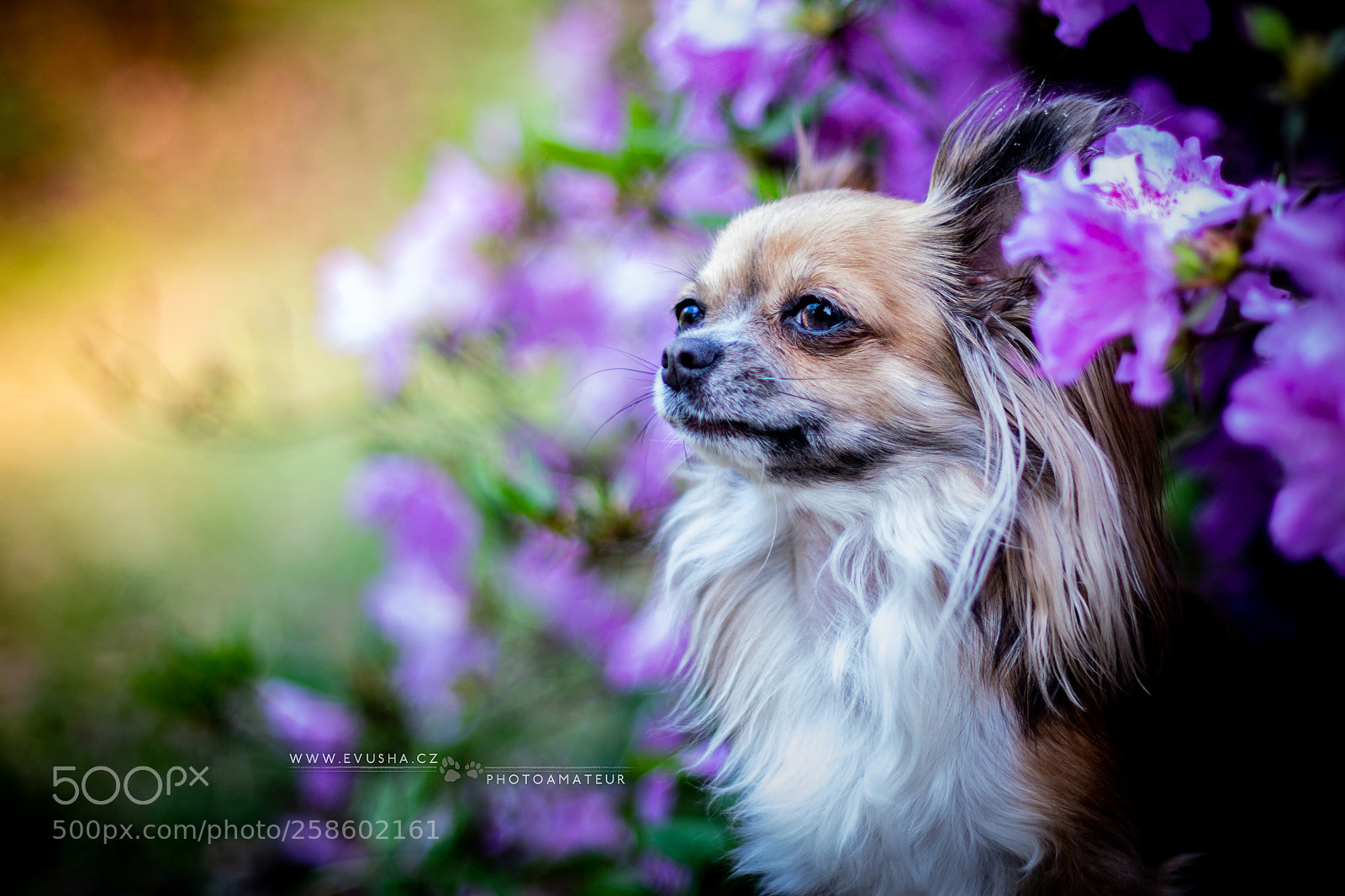 Nikon D7200 sample photo. Dogs :) photography