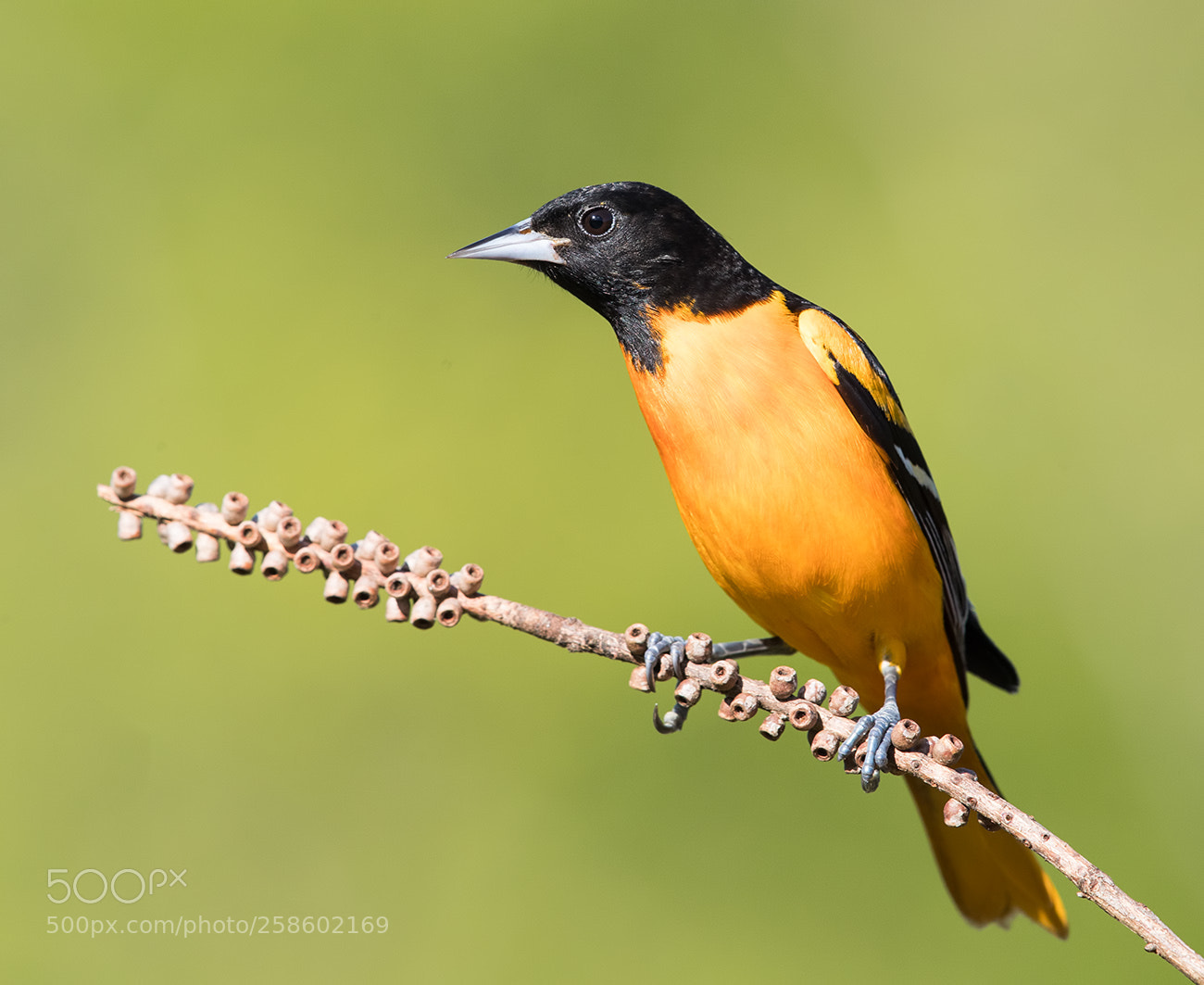 Canon EOS-1D X Mark II sample photo. Baltimore oriole male photography