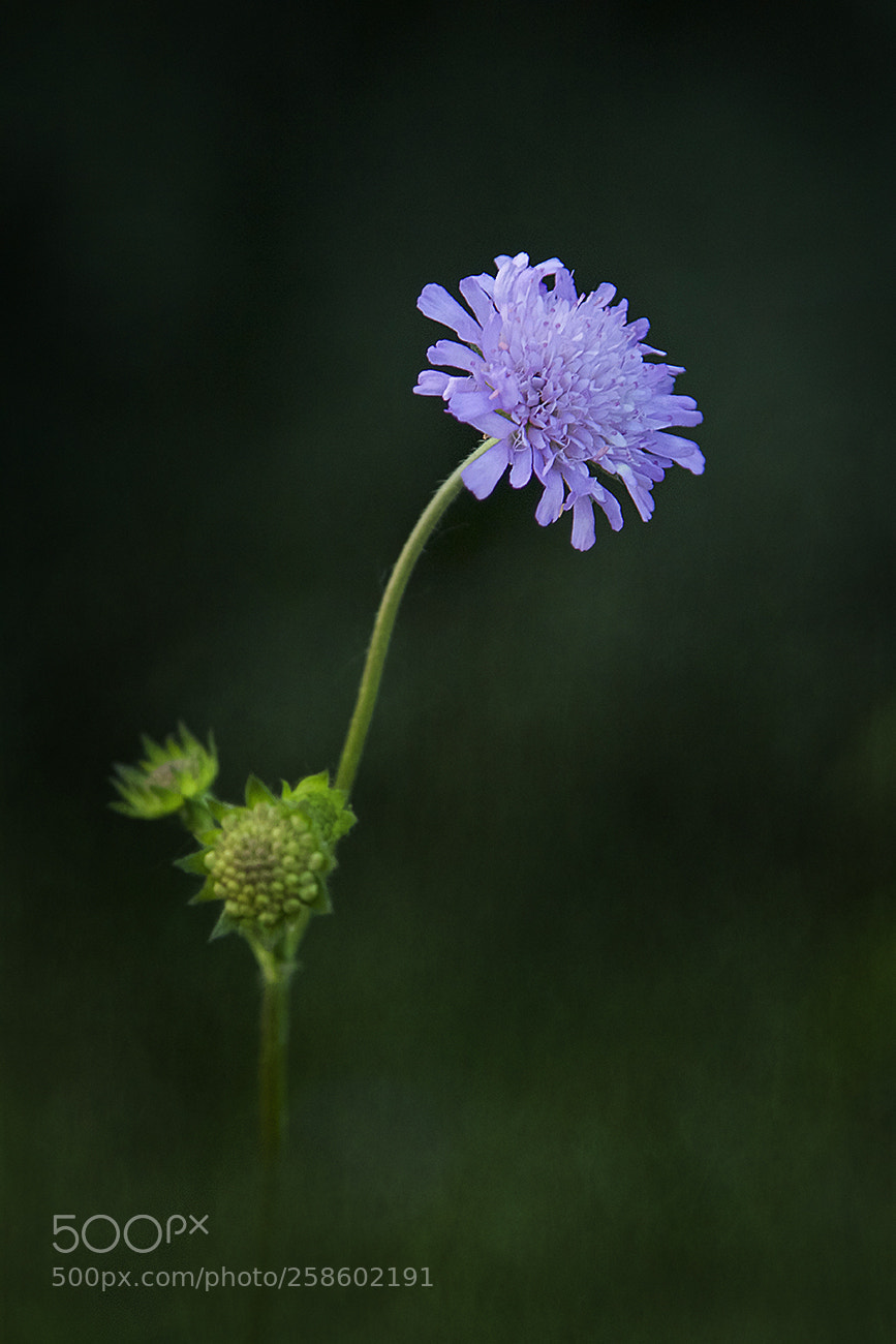 Canon EOS 7D Mark II sample photo. Rapsody in green photography