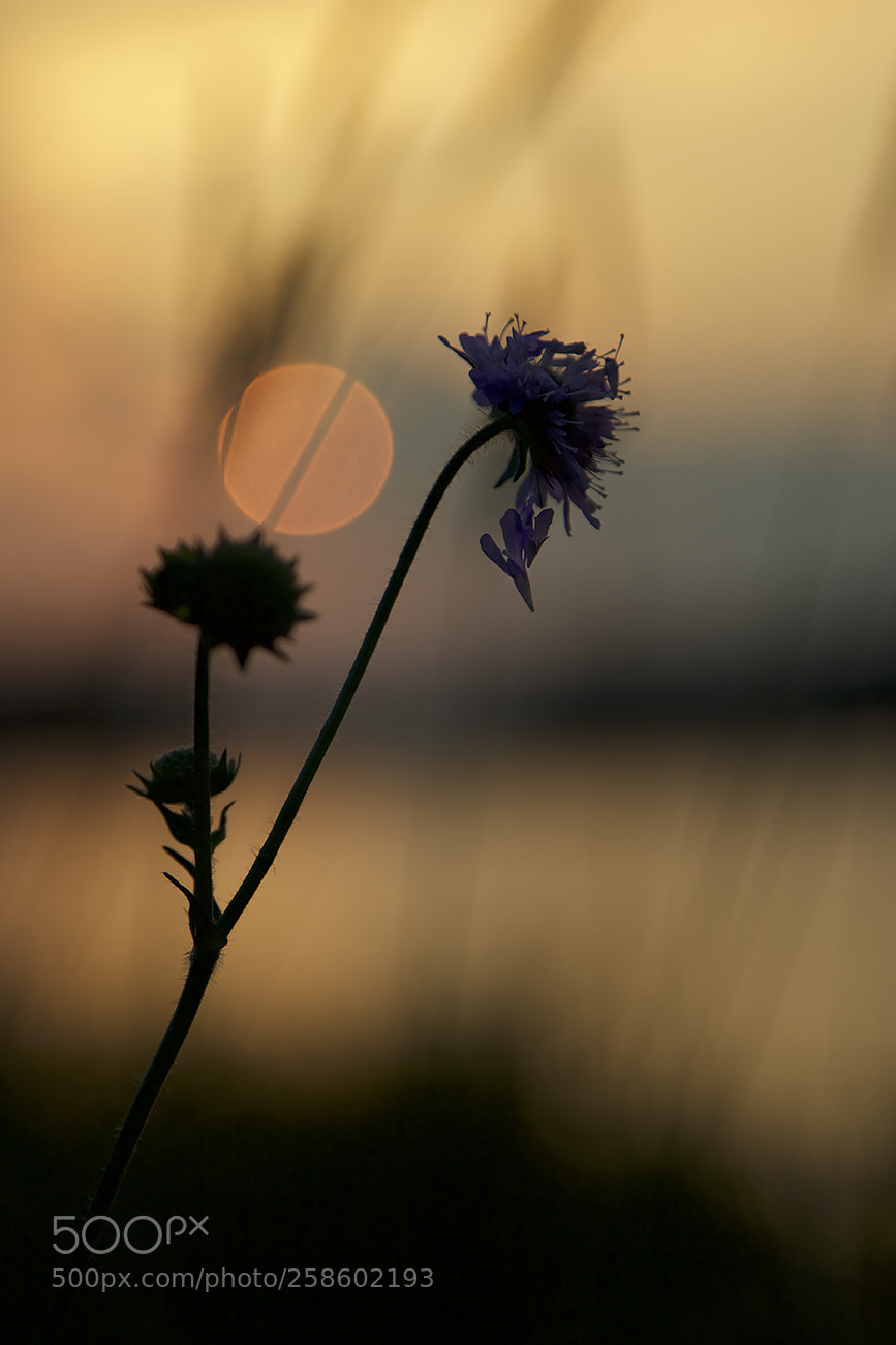 Canon EOS 7D Mark II sample photo. Final lights photography