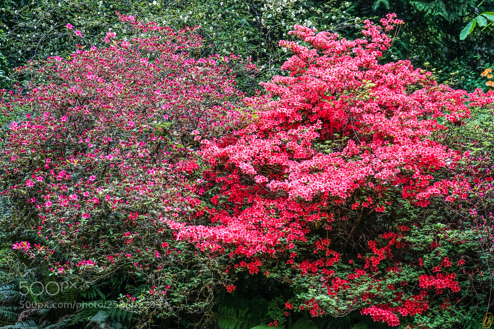 Sony a7 II sample photo. Washington park arboretum photography
