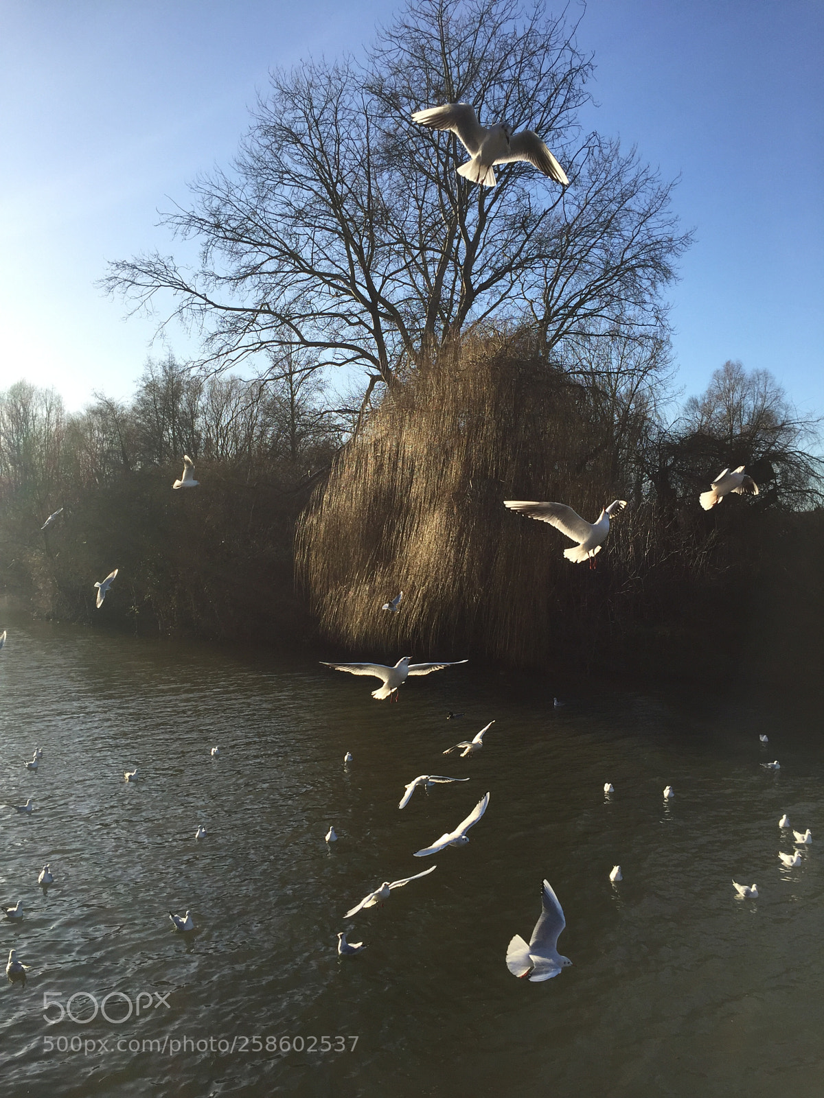 Apple iPhone 6 sample photo. In flight photography