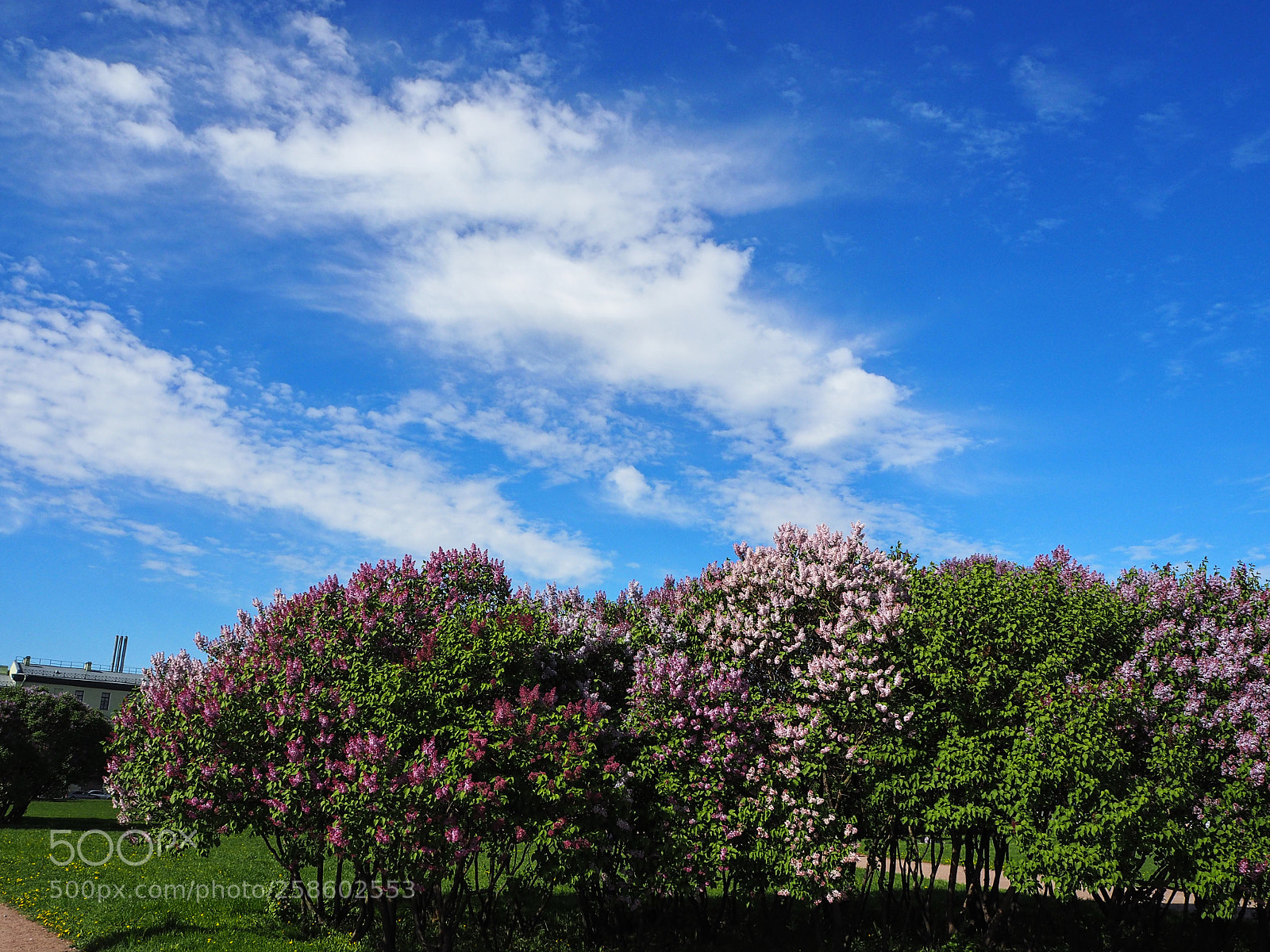 Olympus OM-D E-M10 II sample photo. Lilac and blue sky photography