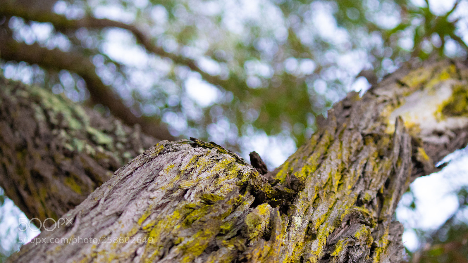 Canon EOS 77D (EOS 9000D / EOS 770D) sample photo. Looking up photography