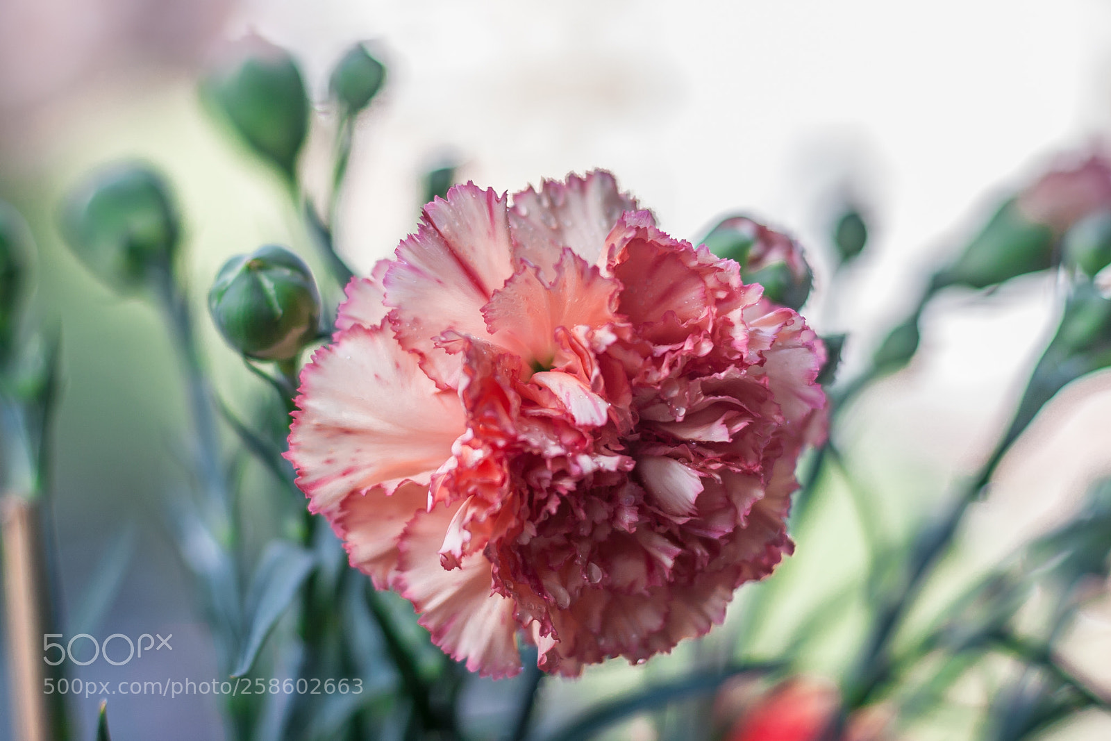 Canon EOS 30D sample photo. El clavel photography