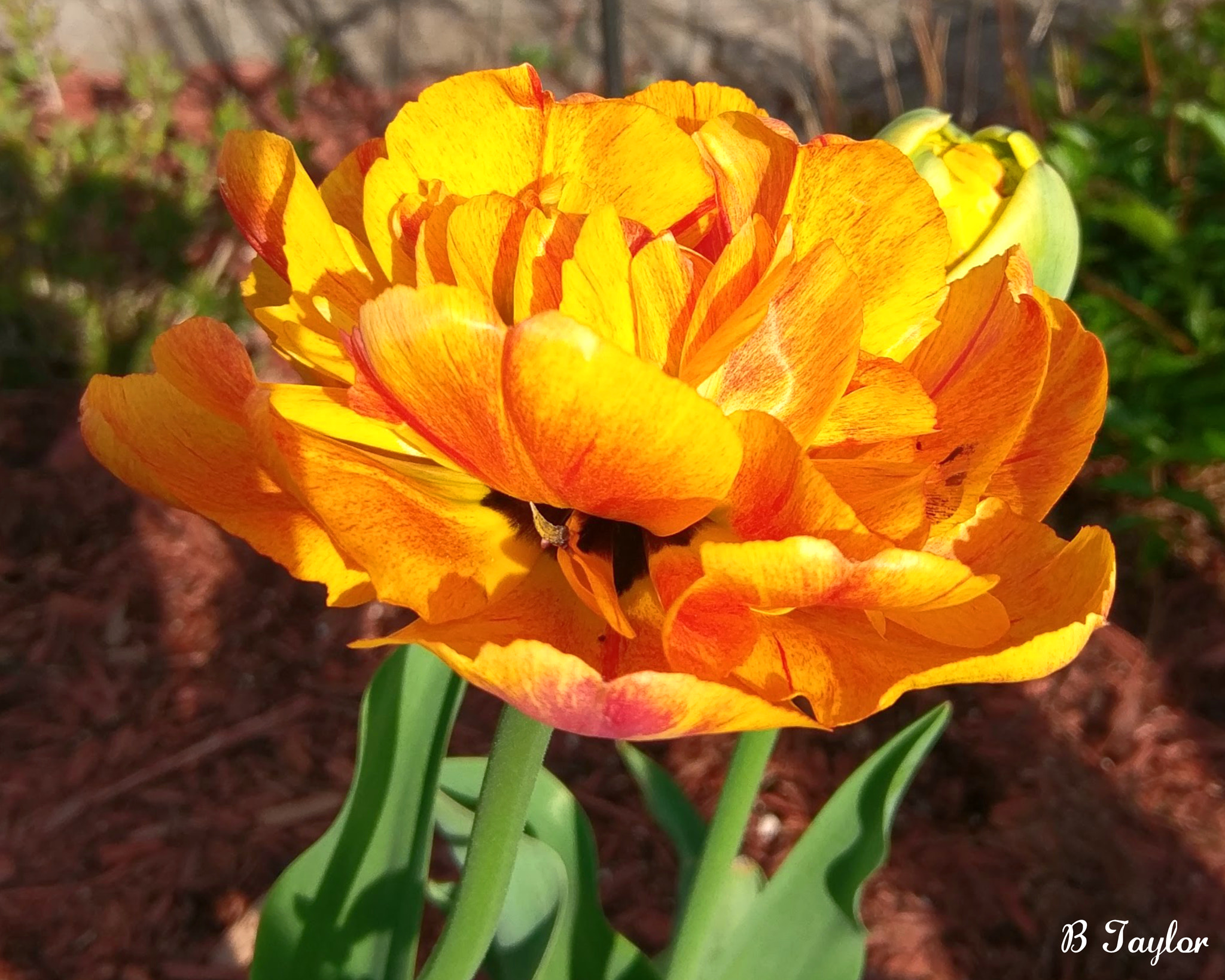 HTC 10 sample photo. Multi pedal tulip photography
