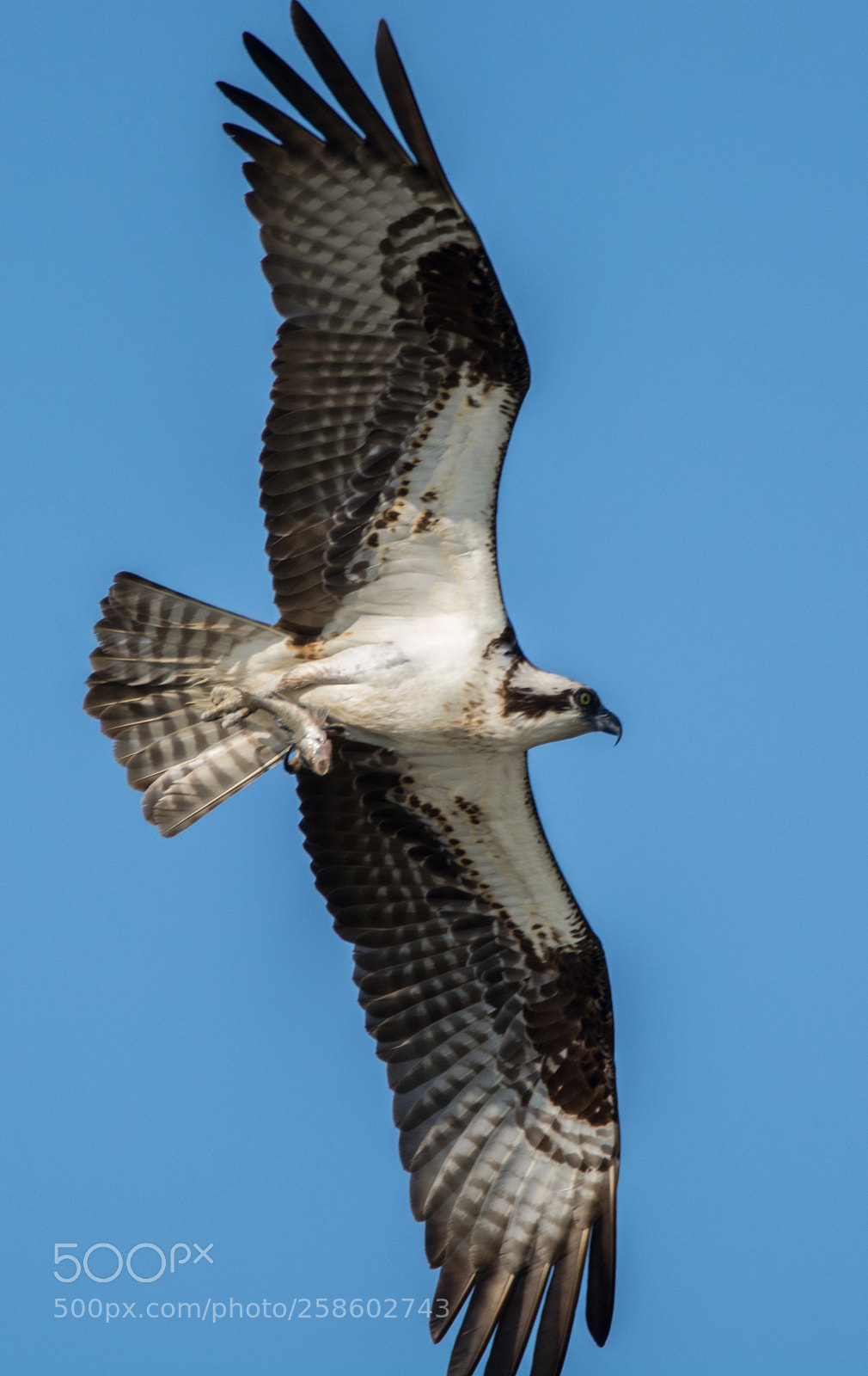 Nikon D5200 sample photo. Osprey flying with fish photography