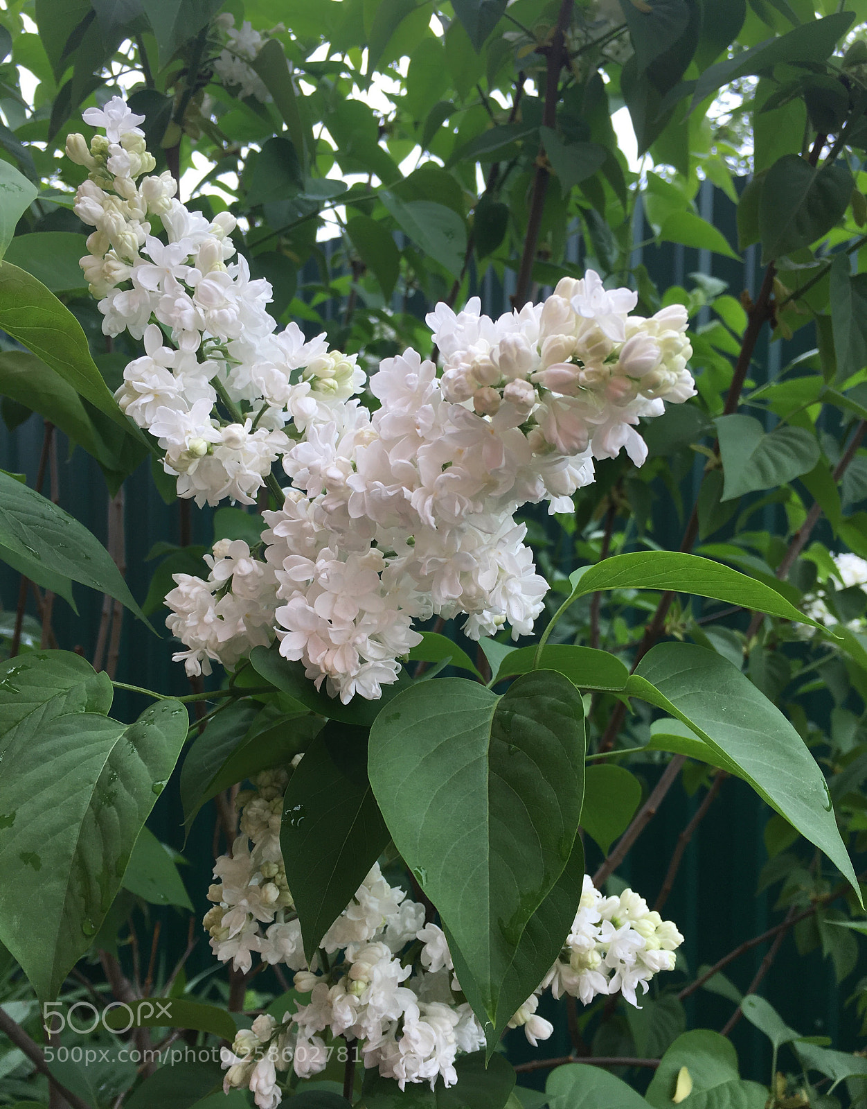 Apple iPhone 6s sample photo. Untitled photography